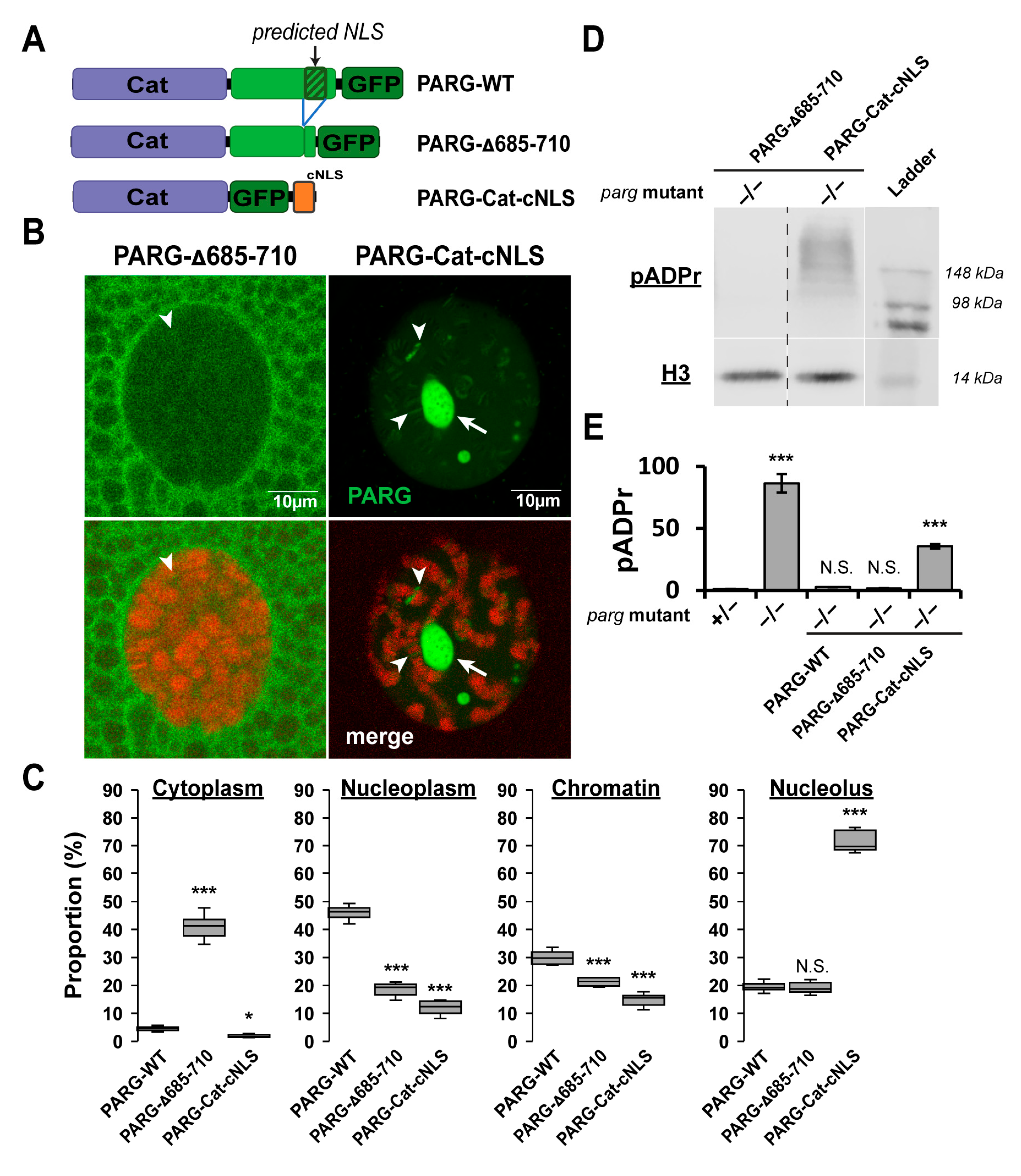 Ijms 26 08166 g004 Ijms 26 08166 g004