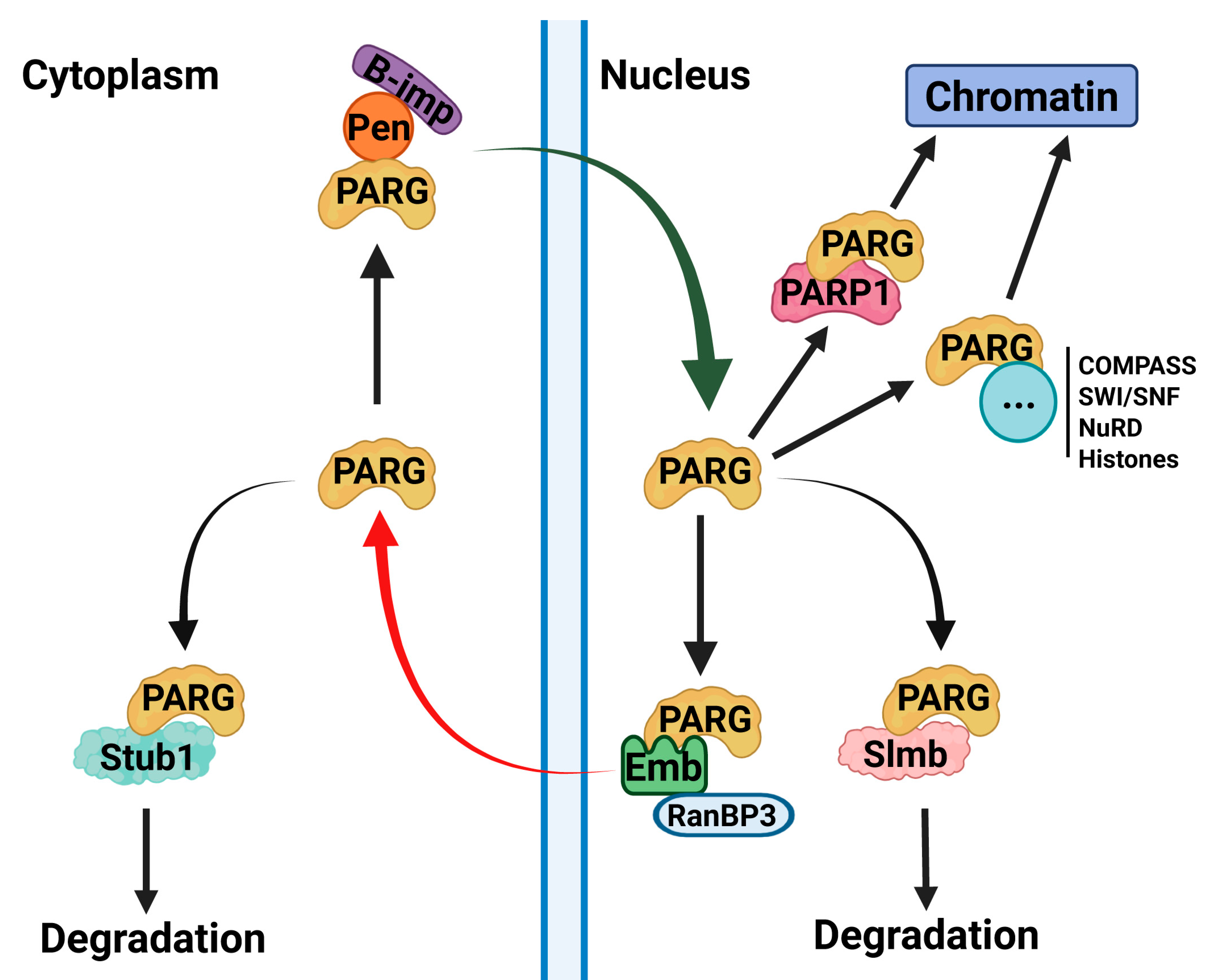 Ijms 26 08166 g006 Ijms 26 08166 g006