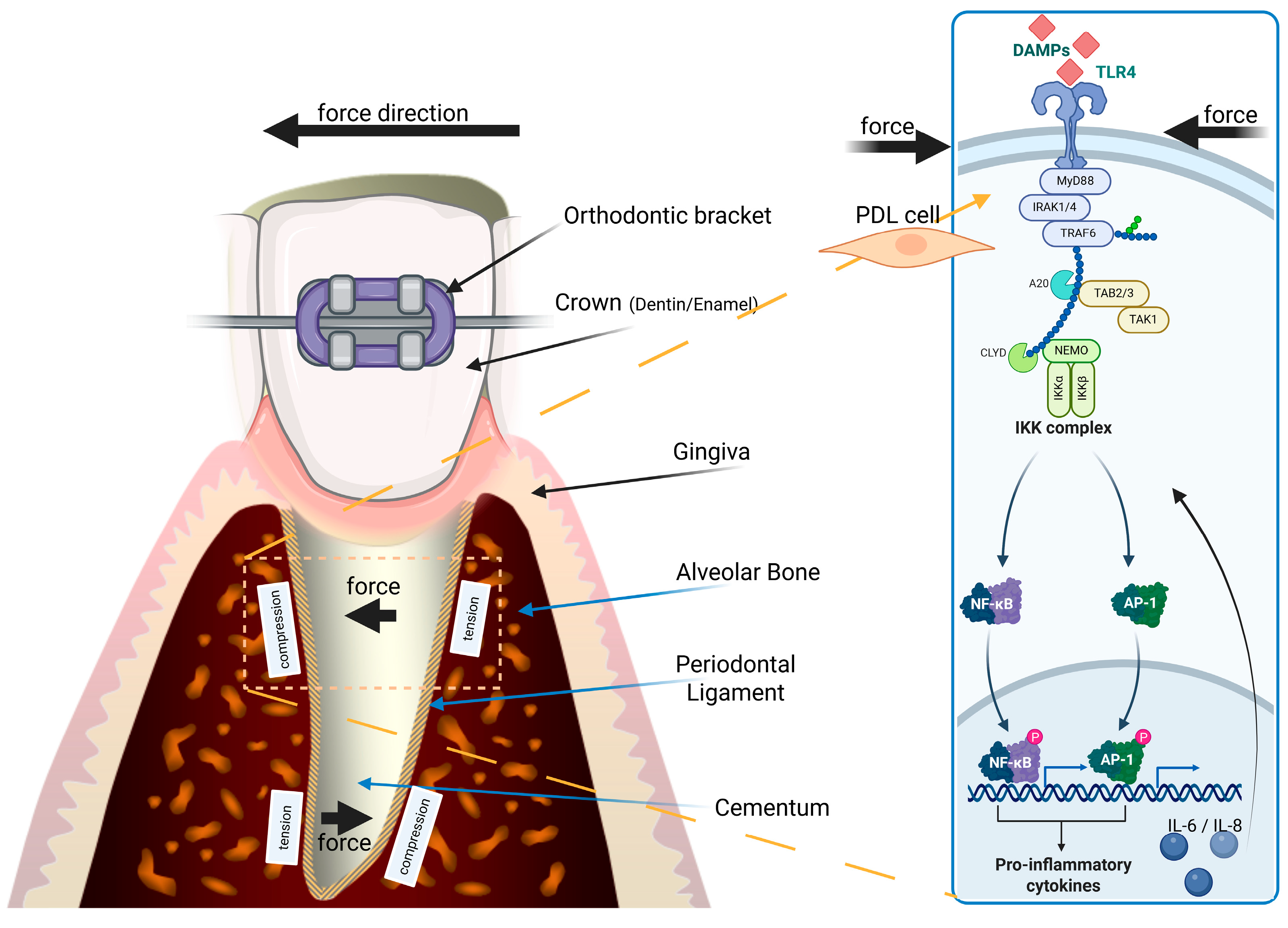 Ijms 26 08203 g001 Ijms 26 08203 g001