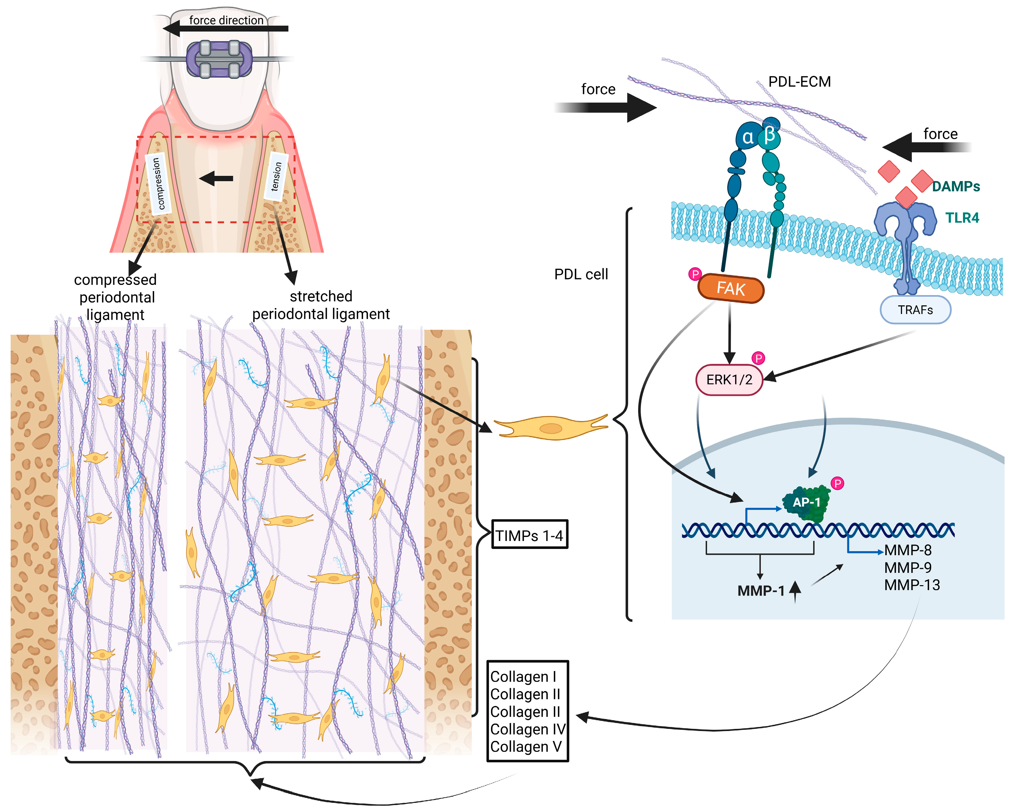 Ijms 26 08203 g002 Ijms 26 08203 g002