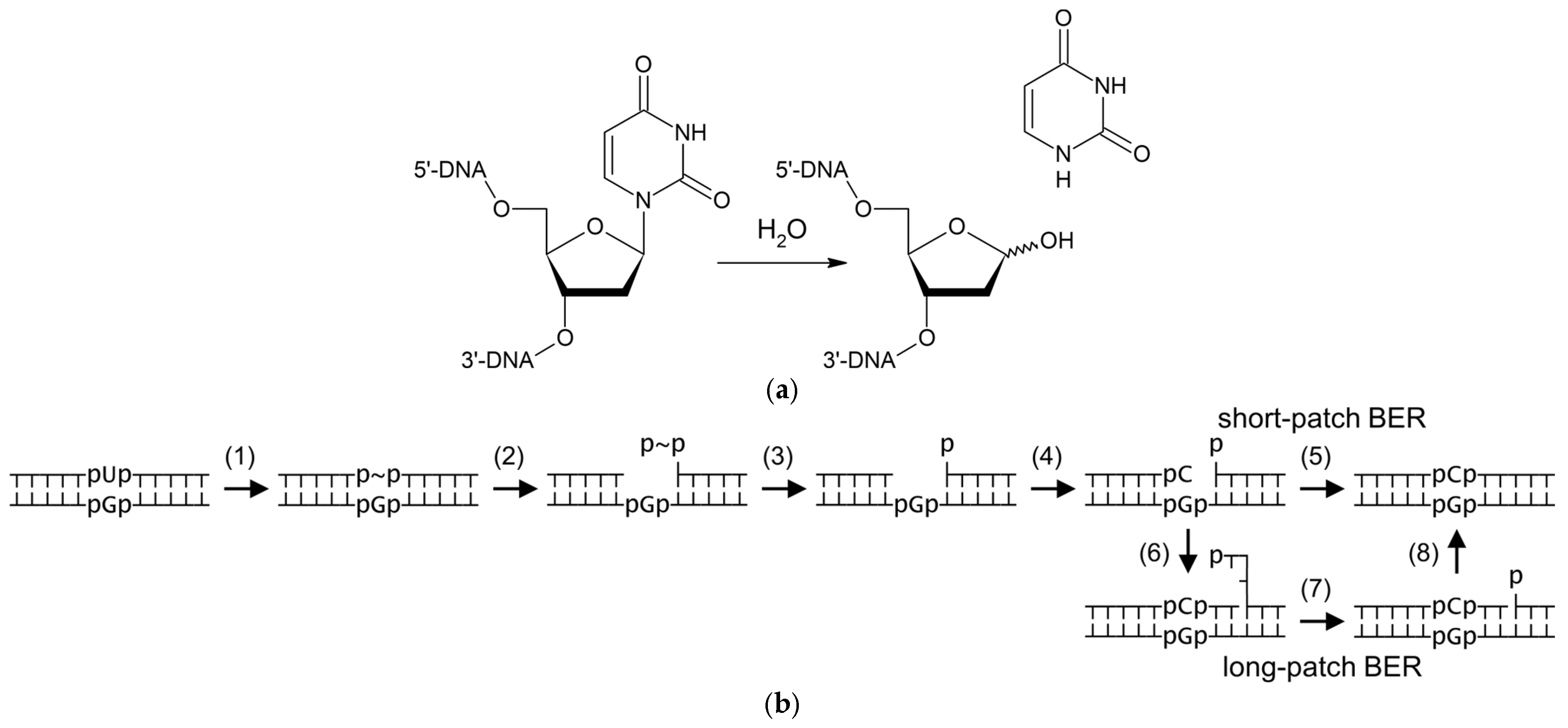 Ijms 26 08221 g001 Ijms 26 08221 g001