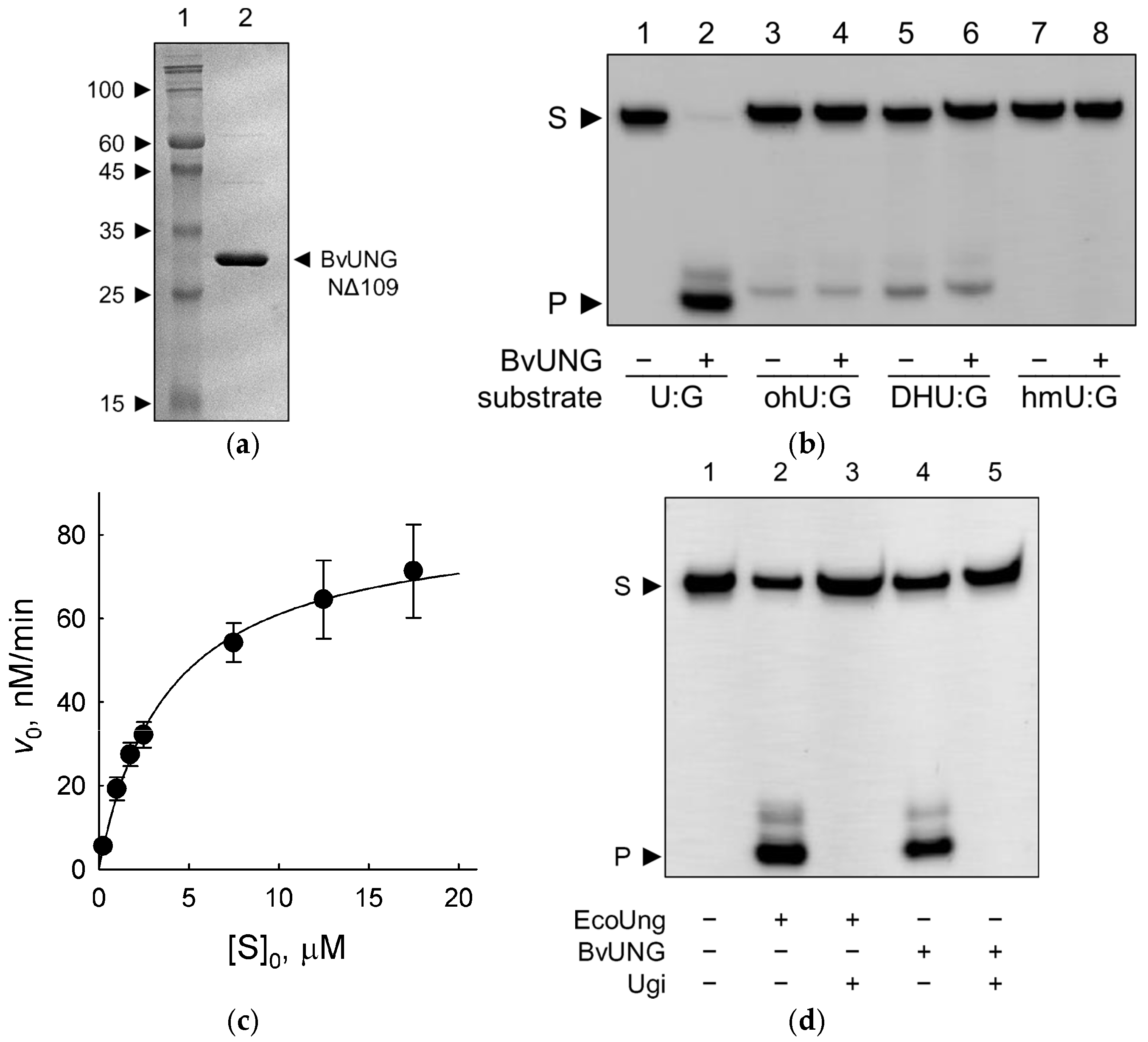 Ijms 26 08221 g005 Ijms 26 08221 g005