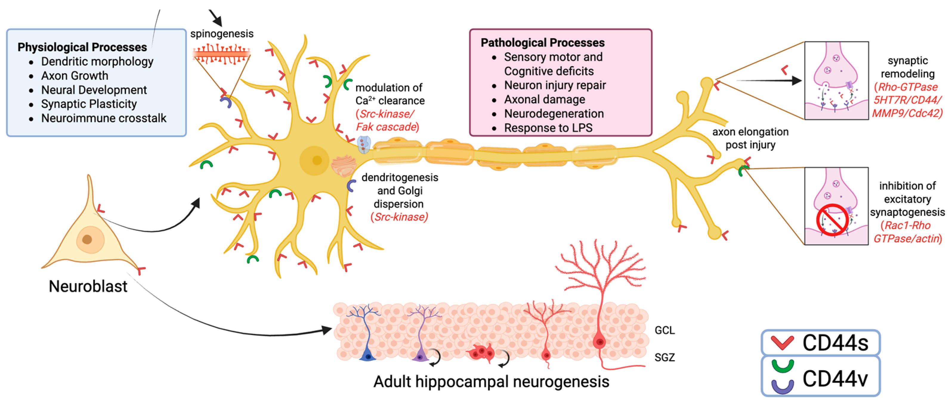 Ijms 26 08223 g003 Ijms 26 08223 g003