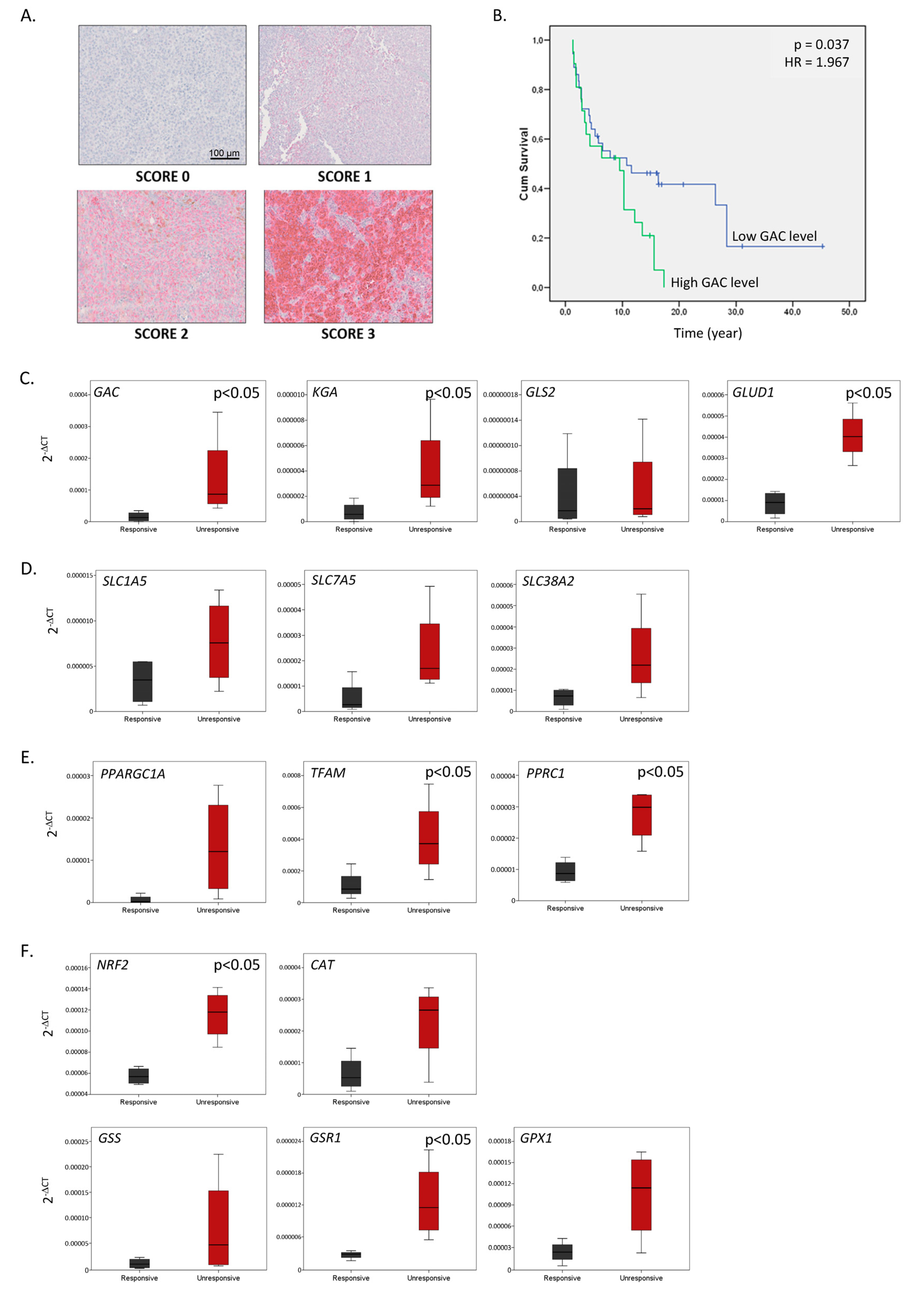 Ijms 26 08241 g006 Ijms 26 08241 g006