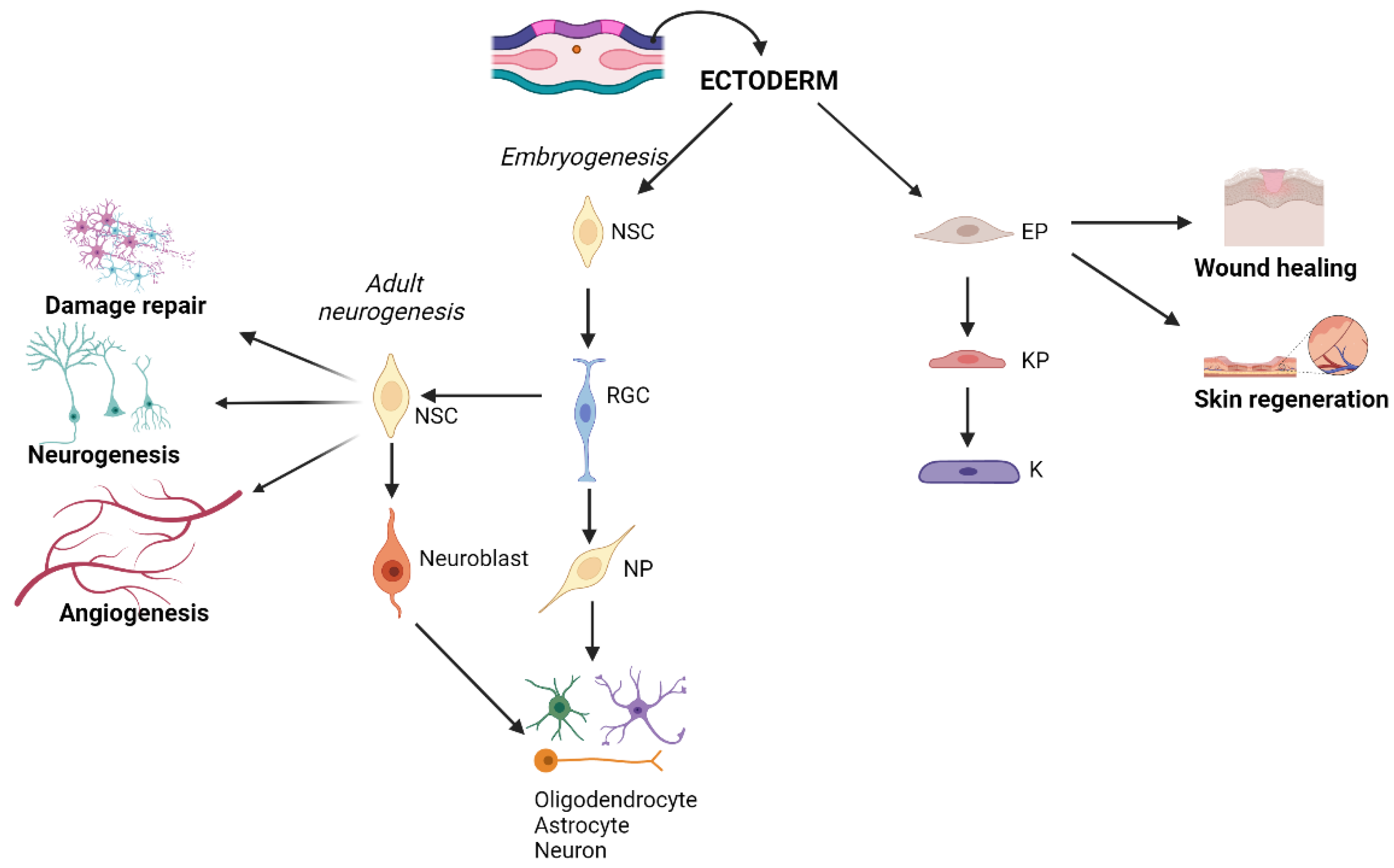 Ijms 26 08255 g001 Ijms 26 08255 g001
