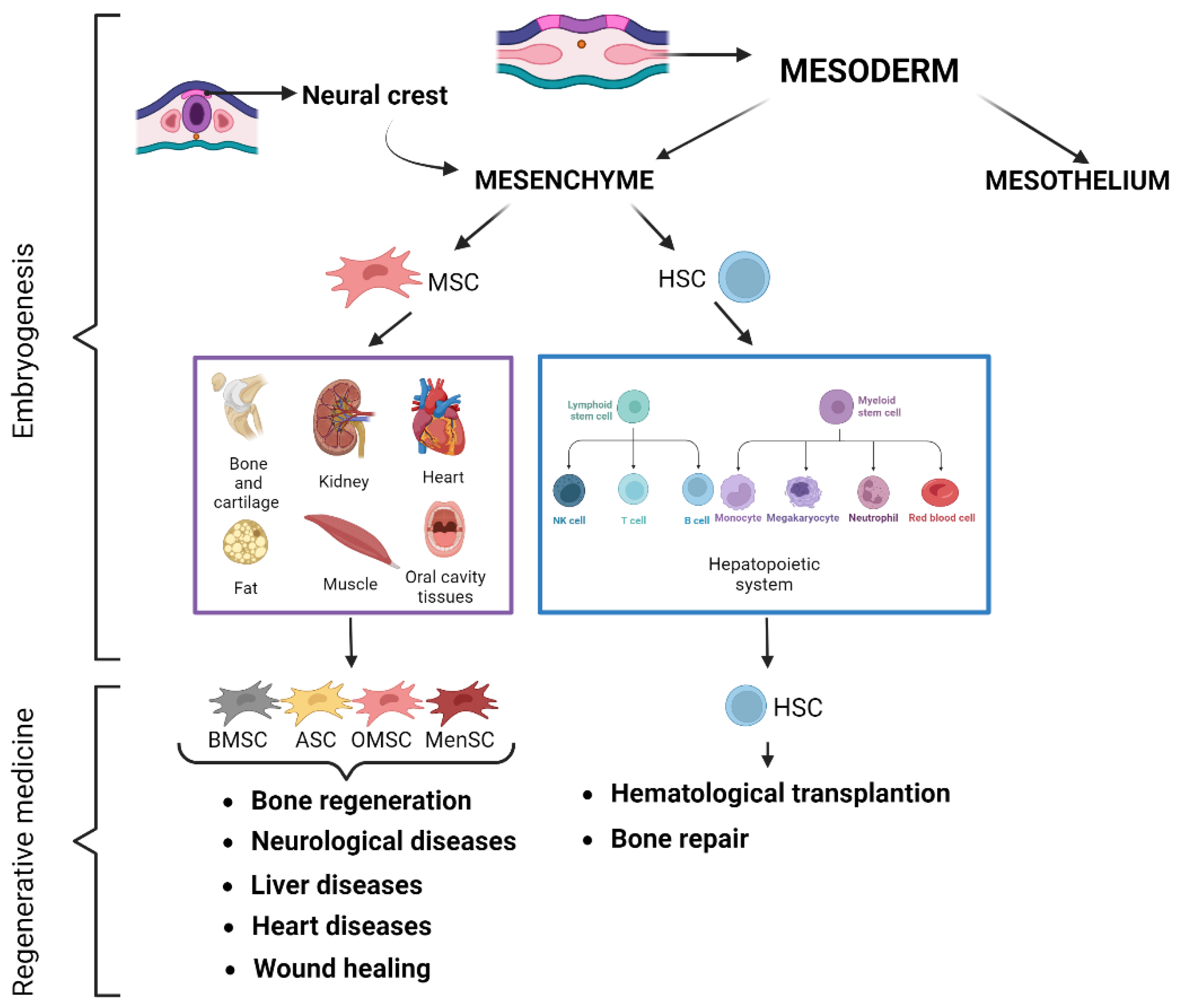 Ijms 26 08255 g002 Ijms 26 08255 g002