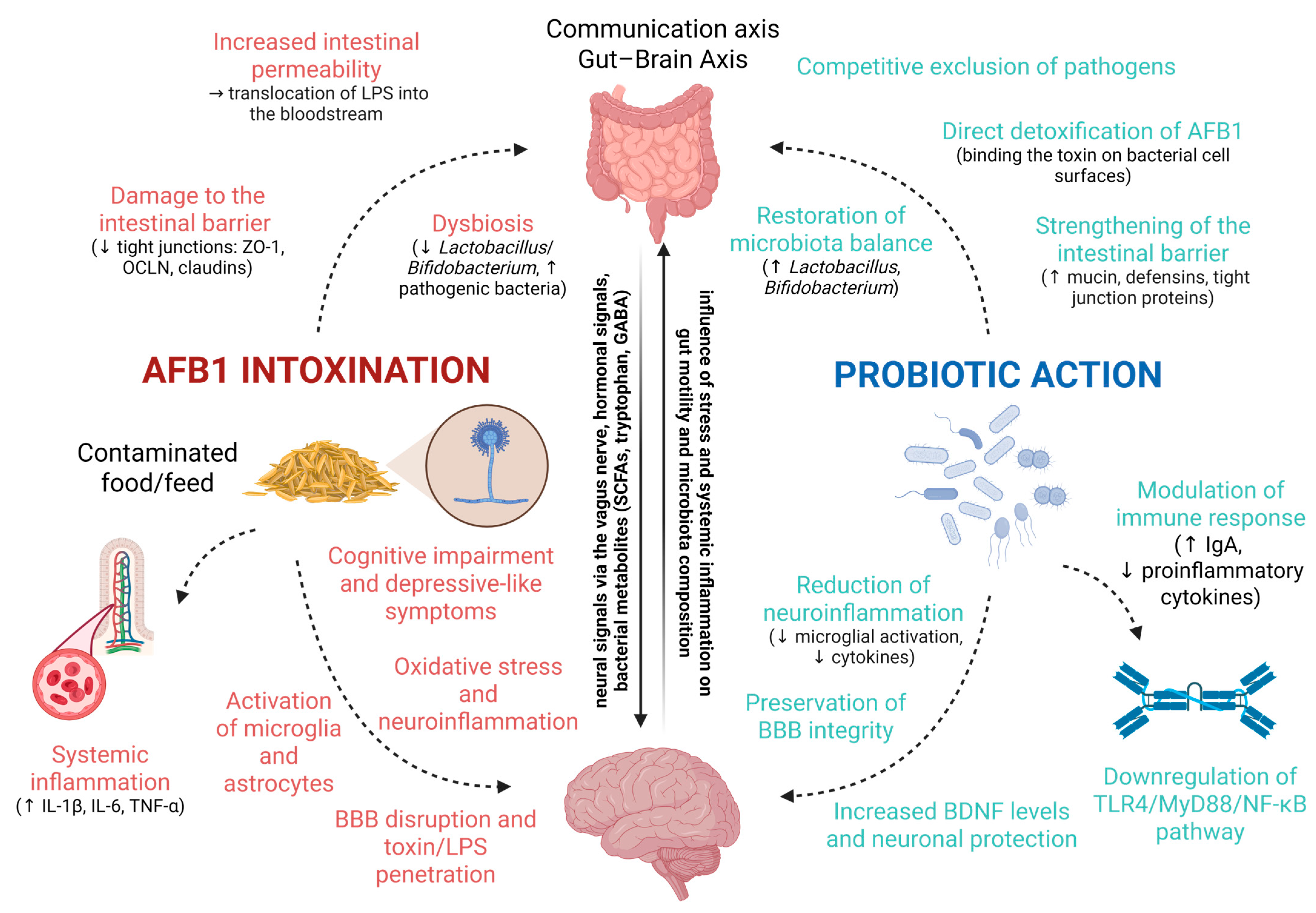 Ijms 26 08258 g004 Ijms 26 08258 g004