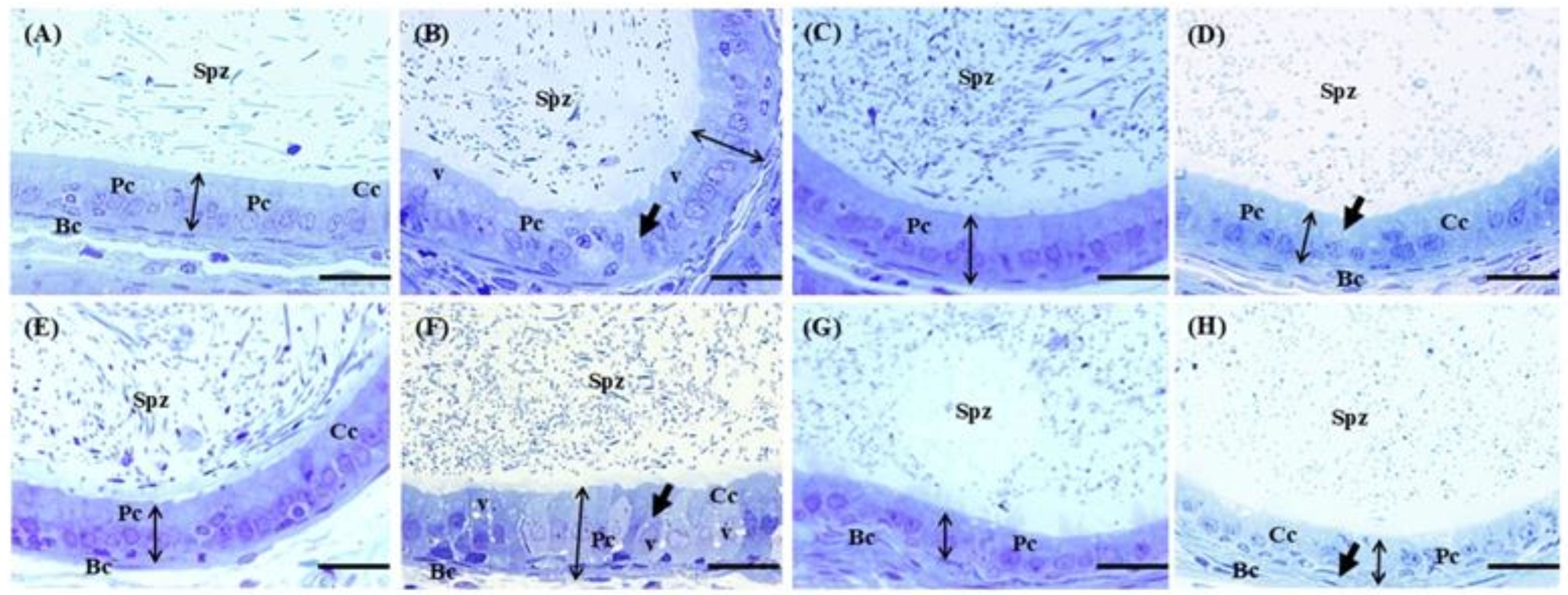 Ijms 26 08264 g006 Ijms 26 08264 g006