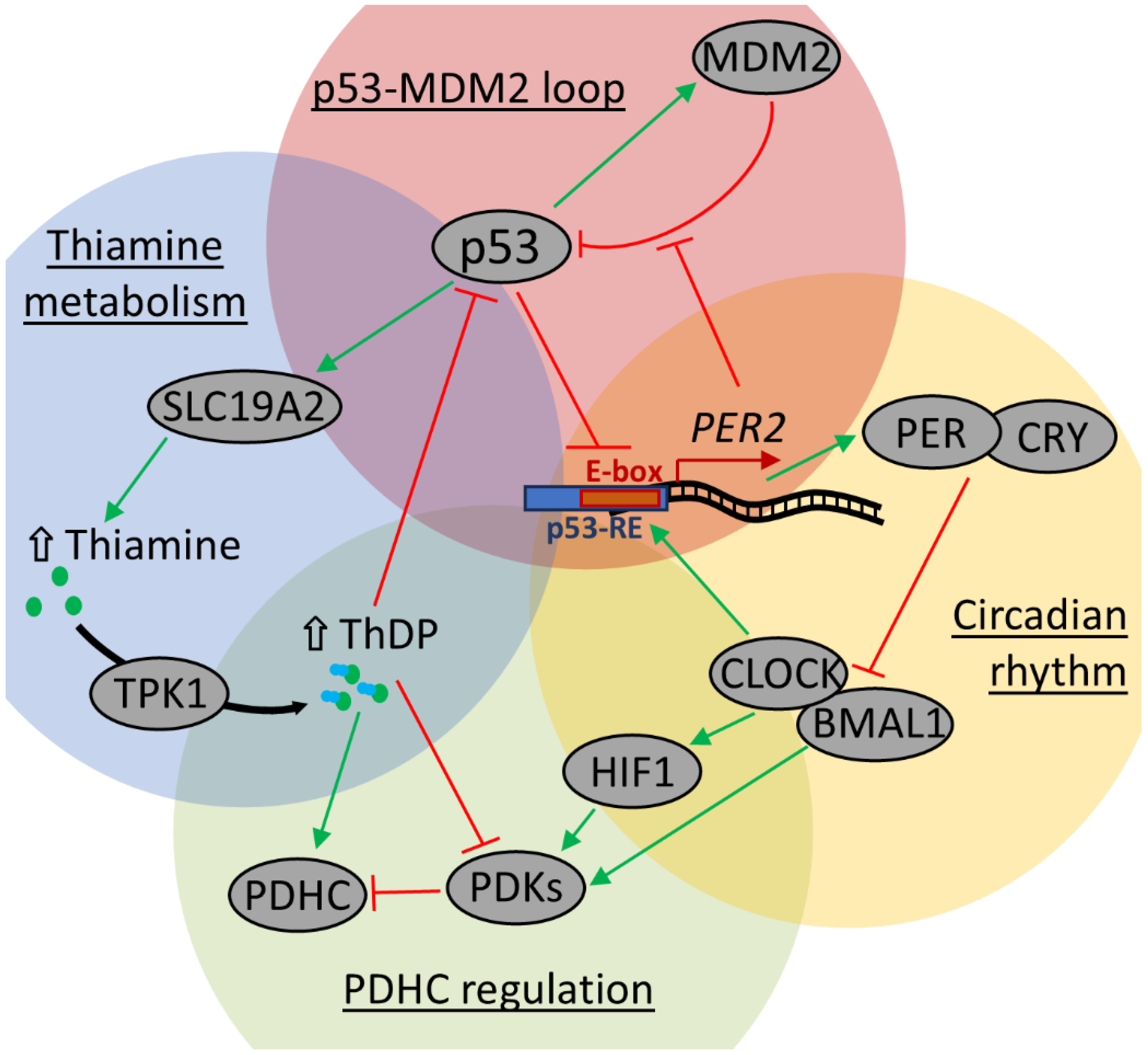 Ijms 26 08296 g006 Ijms 26 08296 g006