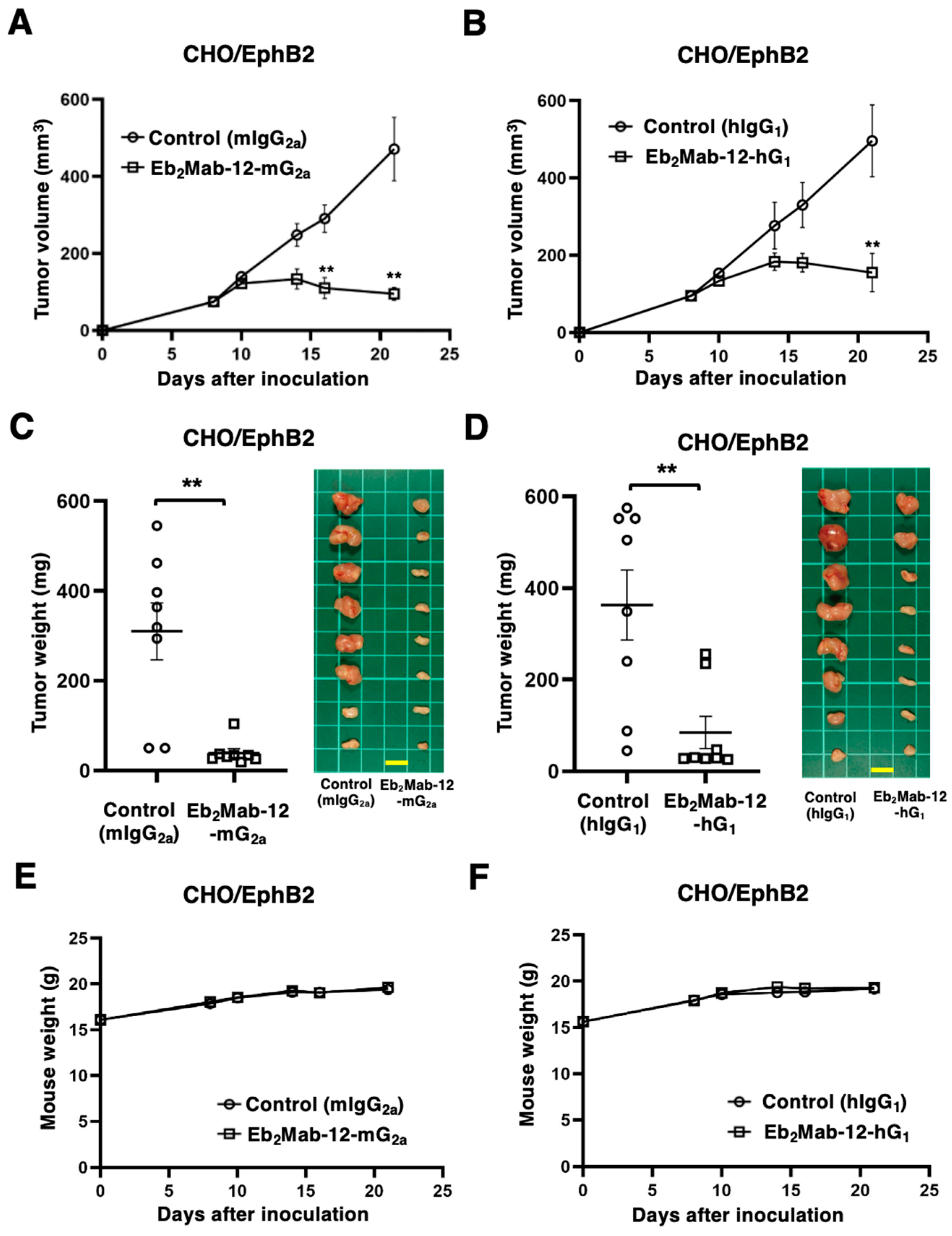 Ijms 26 08302 g004 Ijms 26 08302 g004