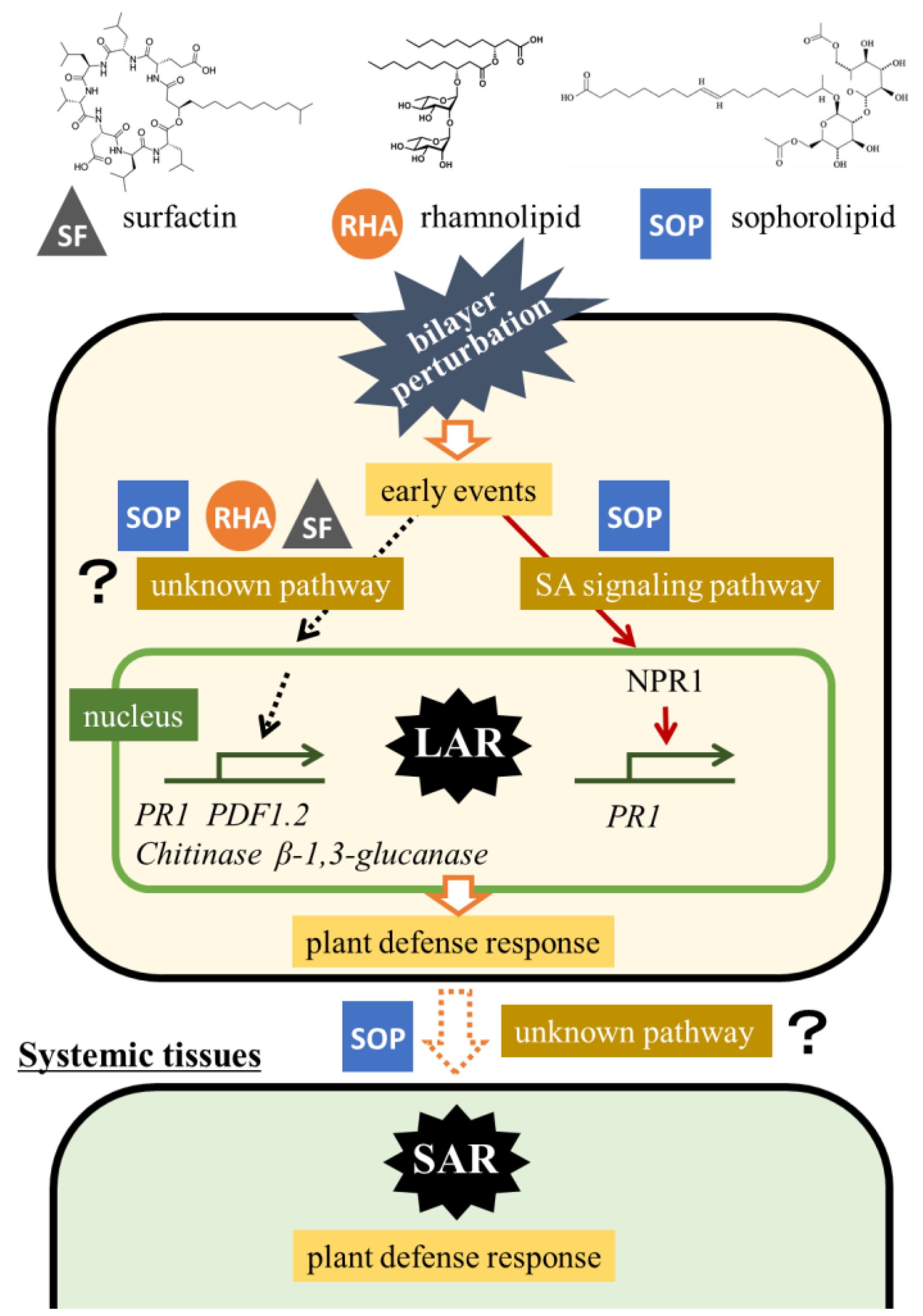 Ijms 26 08313 g007 Ijms 26 08313 g007