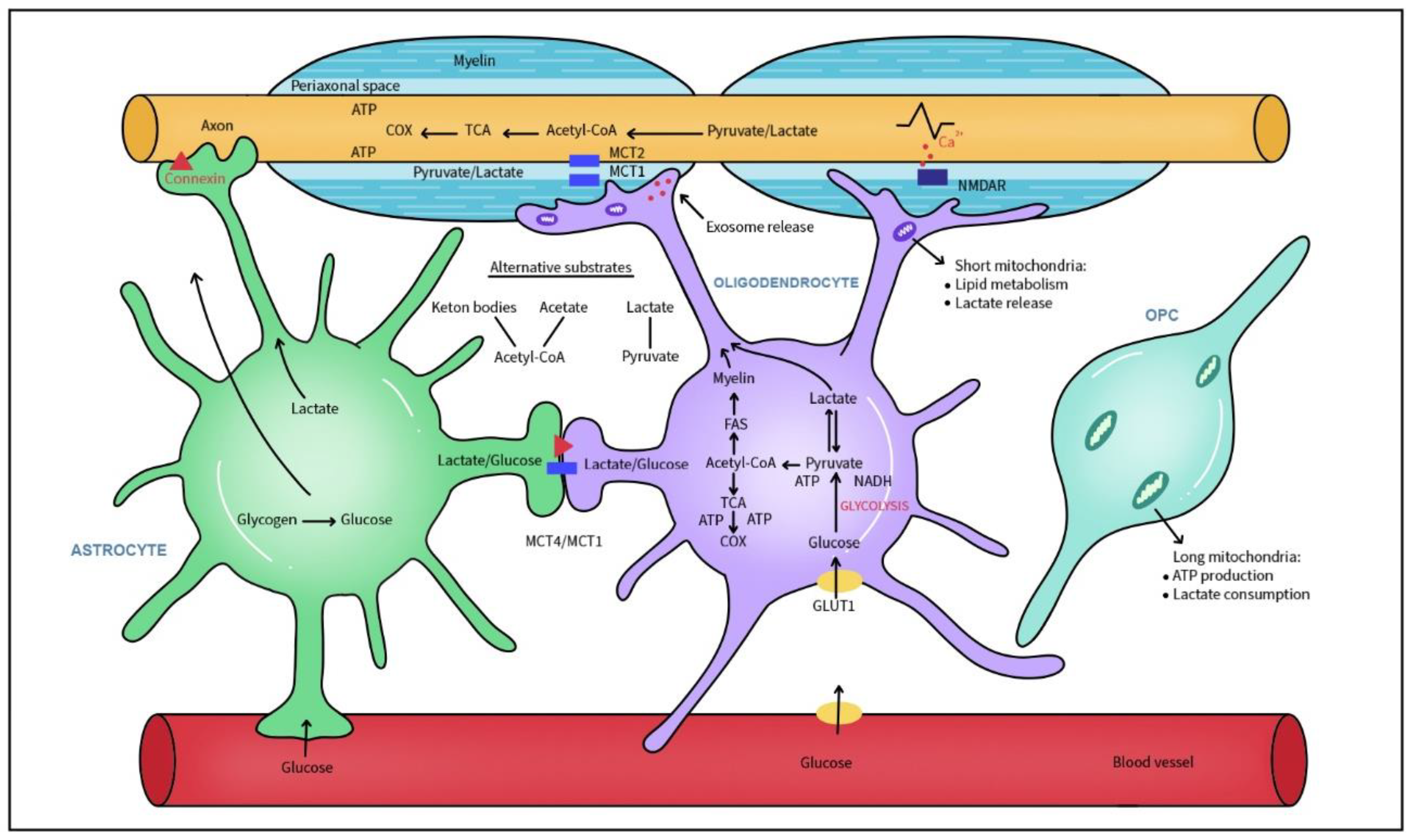 Ijms 26 08314 g002 Ijms 26 08314 g002