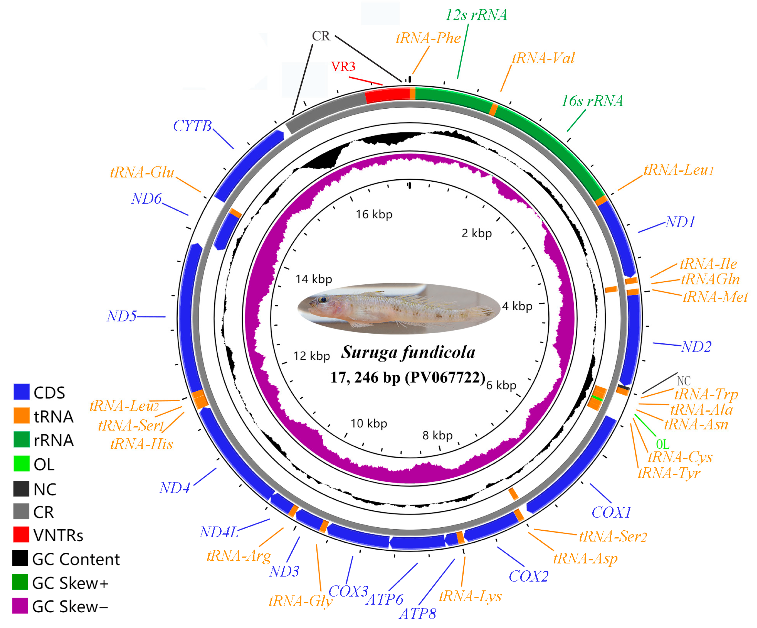 Ijms 26 08317 g002 Ijms 26 08317 g002