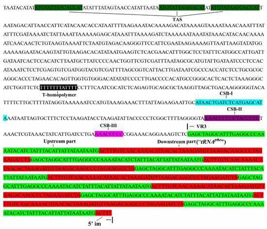 The Complete Mitochondrial Genome of the Deep-Dwelling Goby Suruga