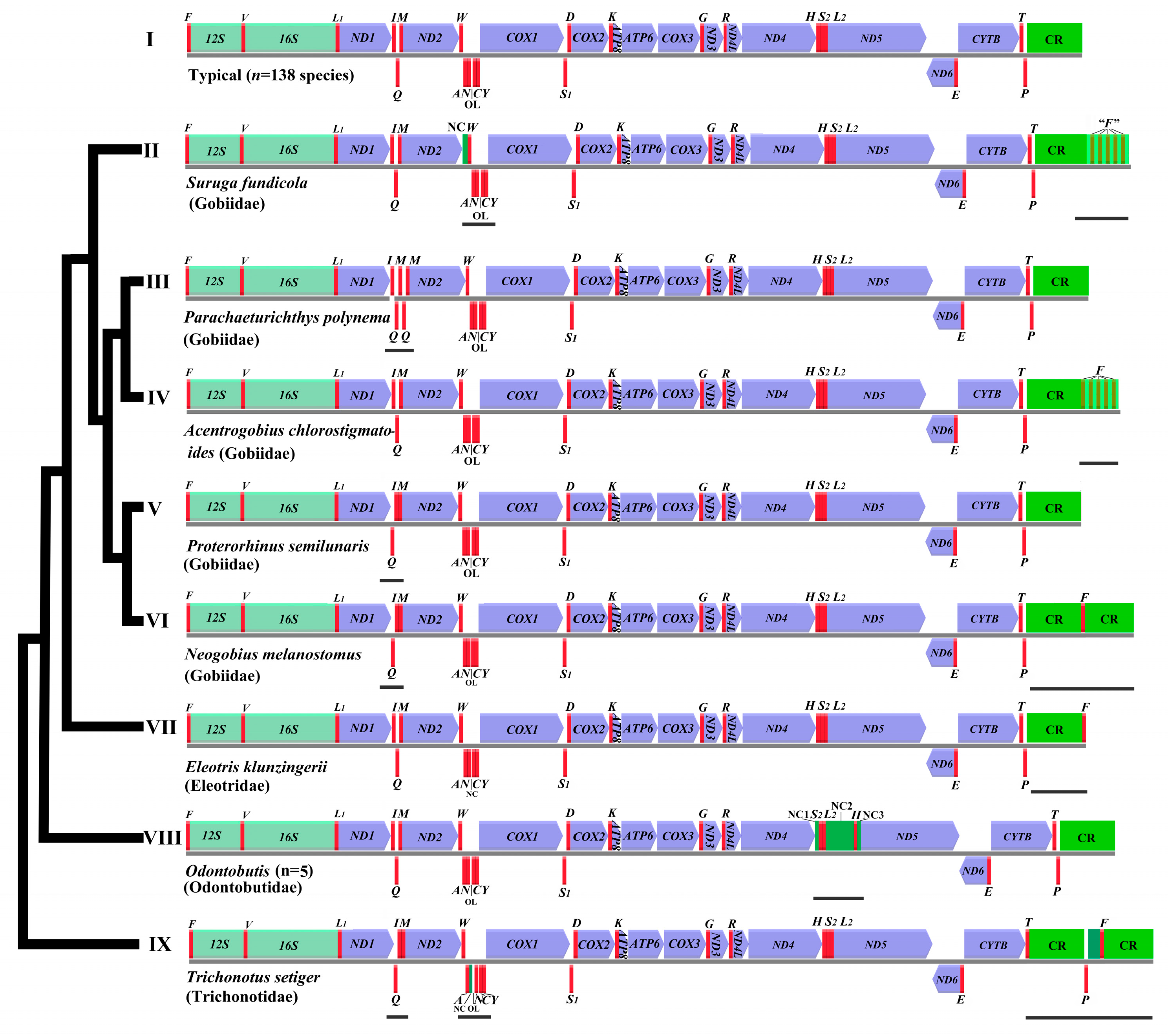 Ijms 26 08317 g010 Ijms 26 08317 g010