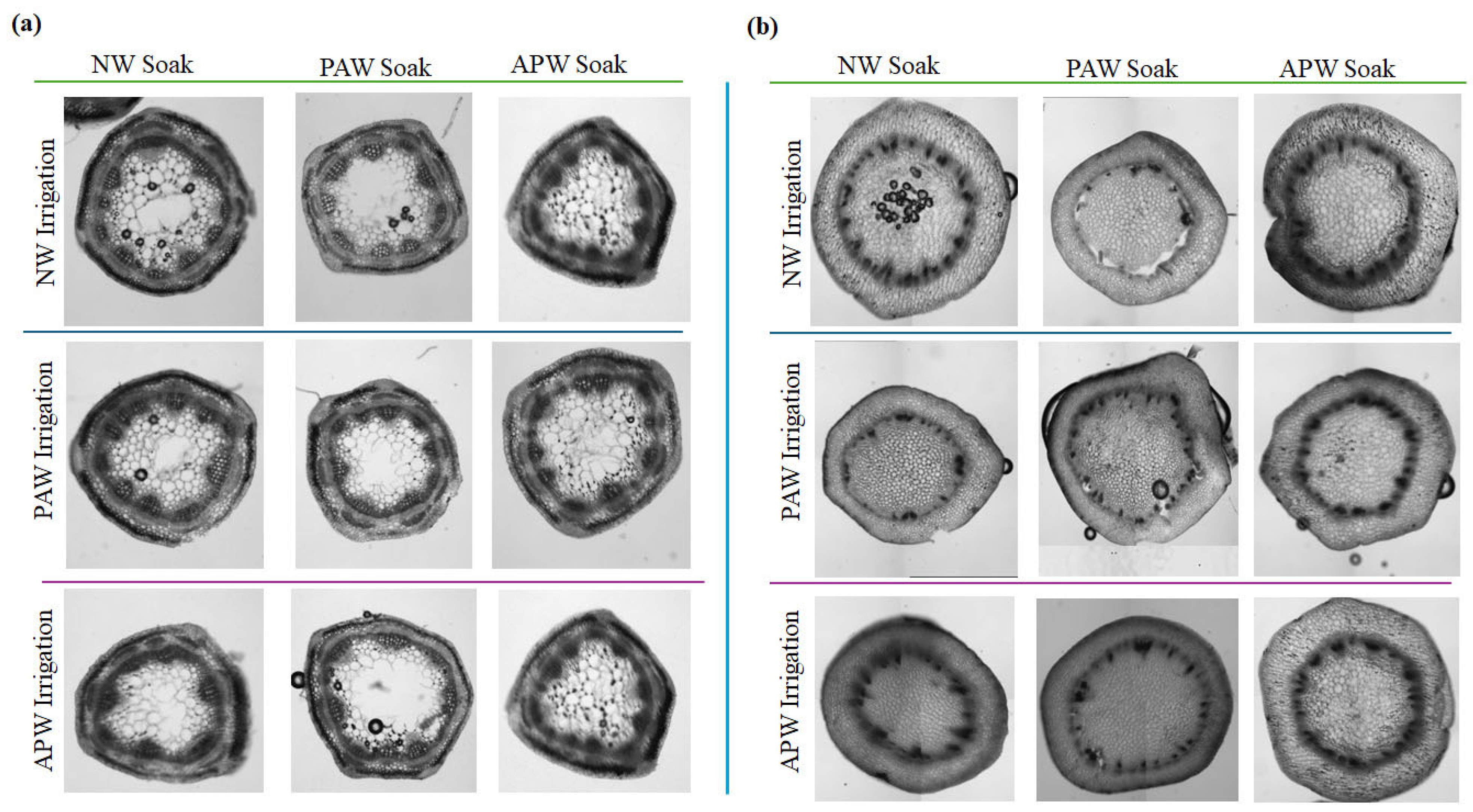 Ijms 26 08318 g007 Ijms 26 08318 g007