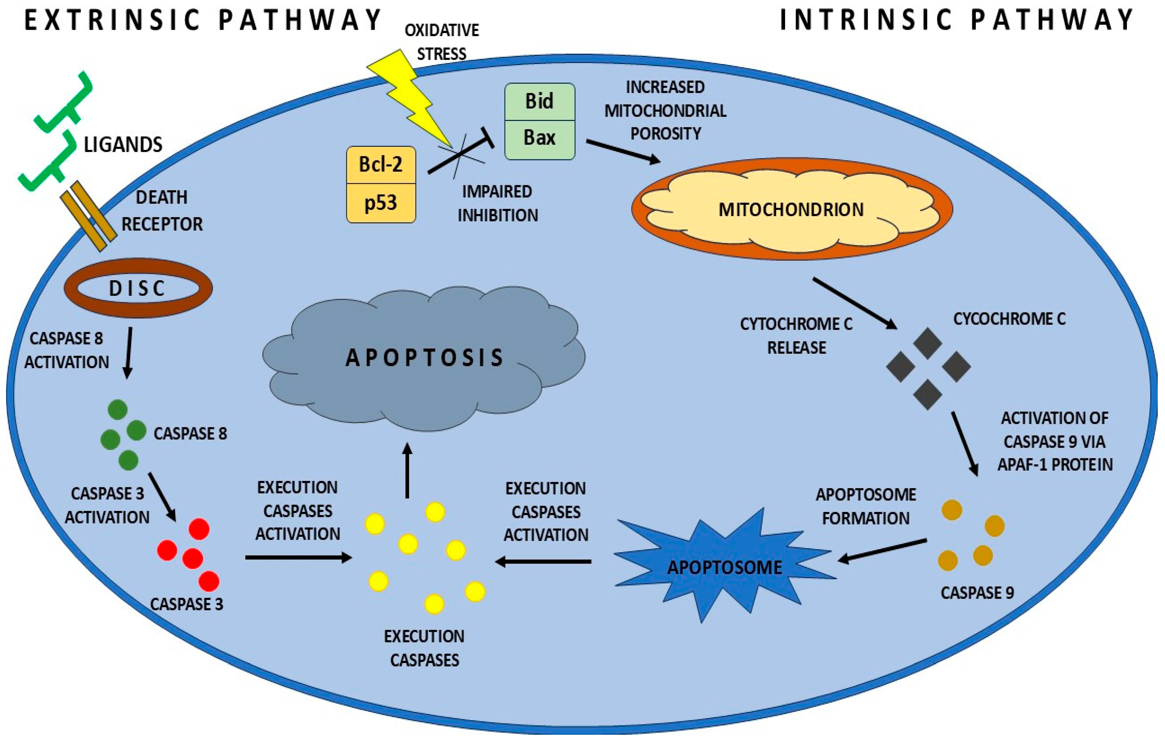 Ijms 26 08330 g001 Ijms 26 08330 g001