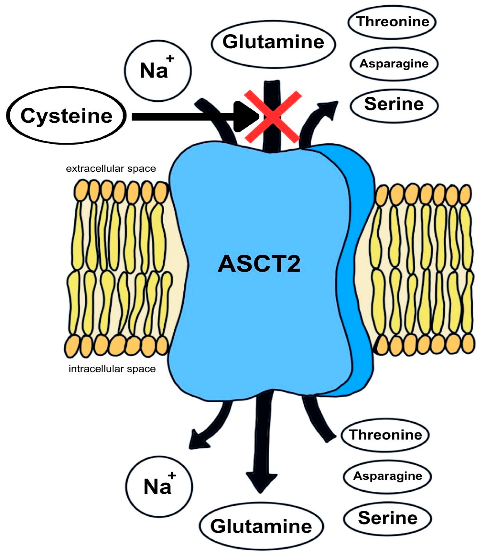 Ijms 26 08330 g003 Ijms 26 08330 g003
