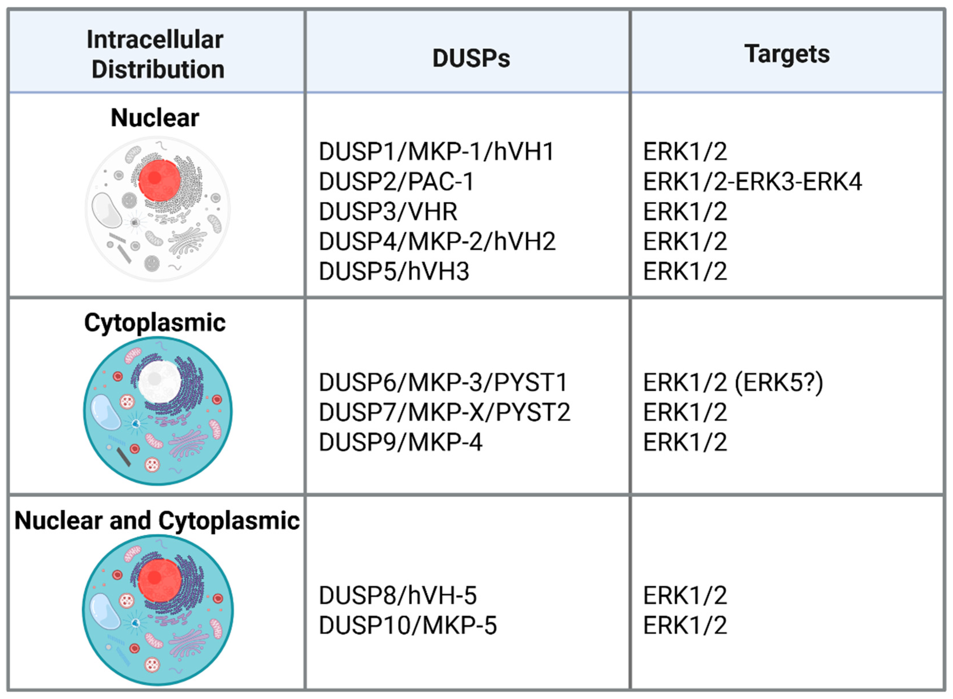 shin Dual-Specificity Protein Phosphatases Targeting