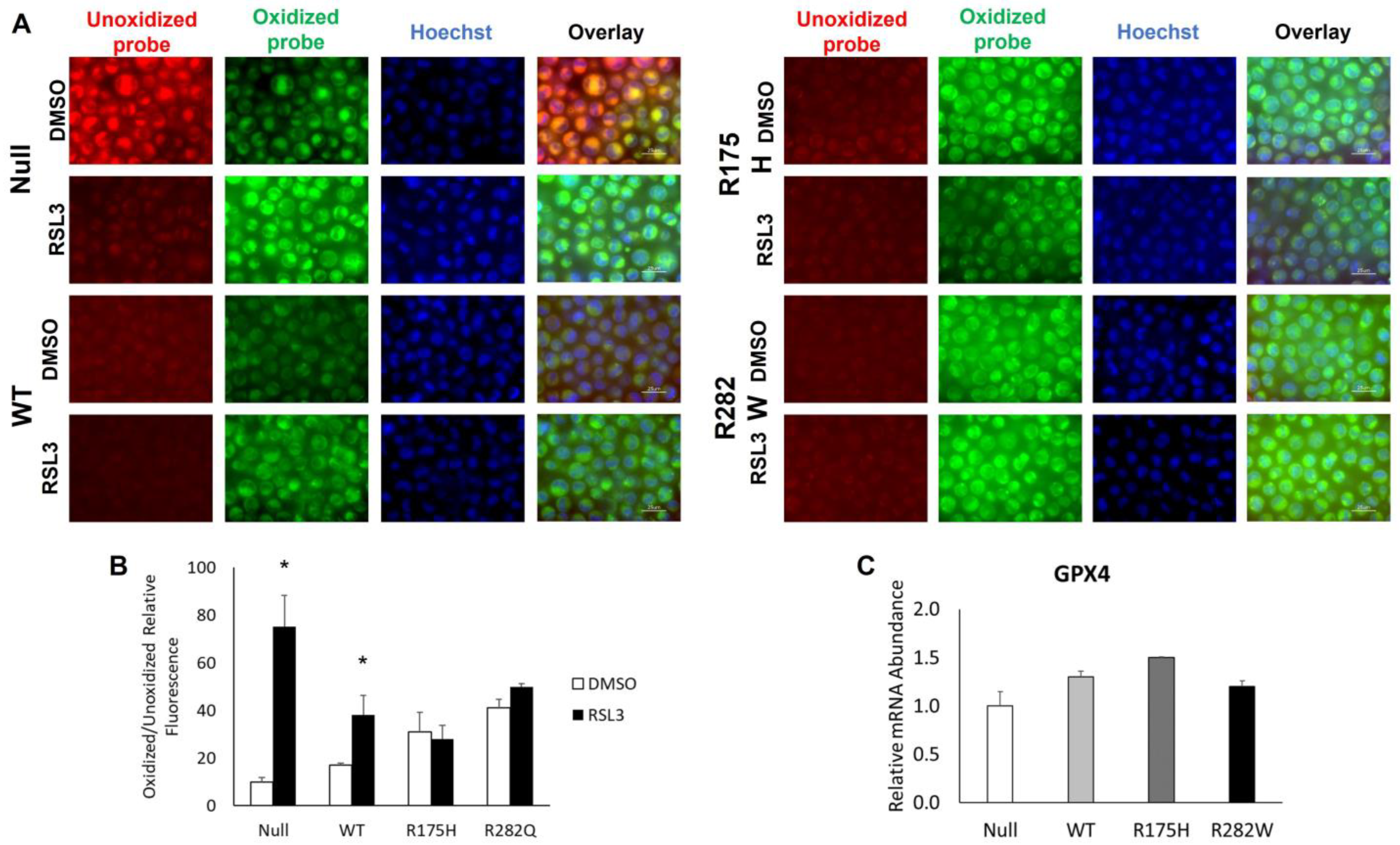 Ijms 26 08359 g003 Ijms 26 08359 g003