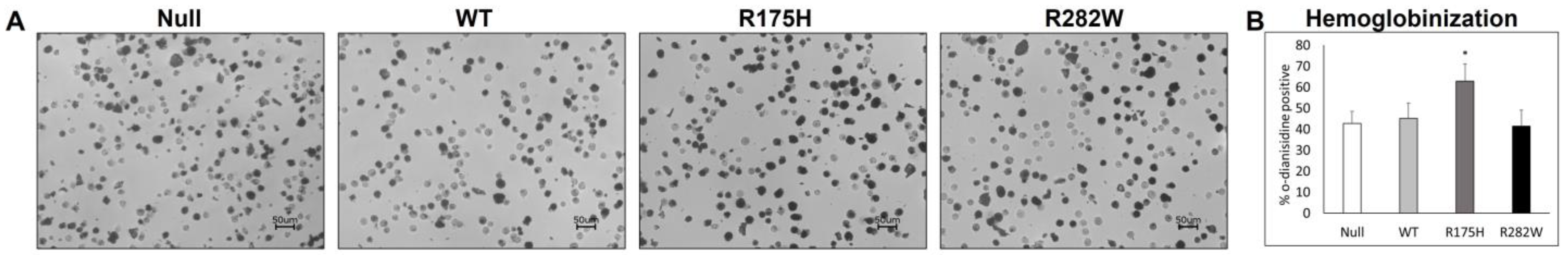 Ijms 26 08359 g004 Ijms 26 08359 g004