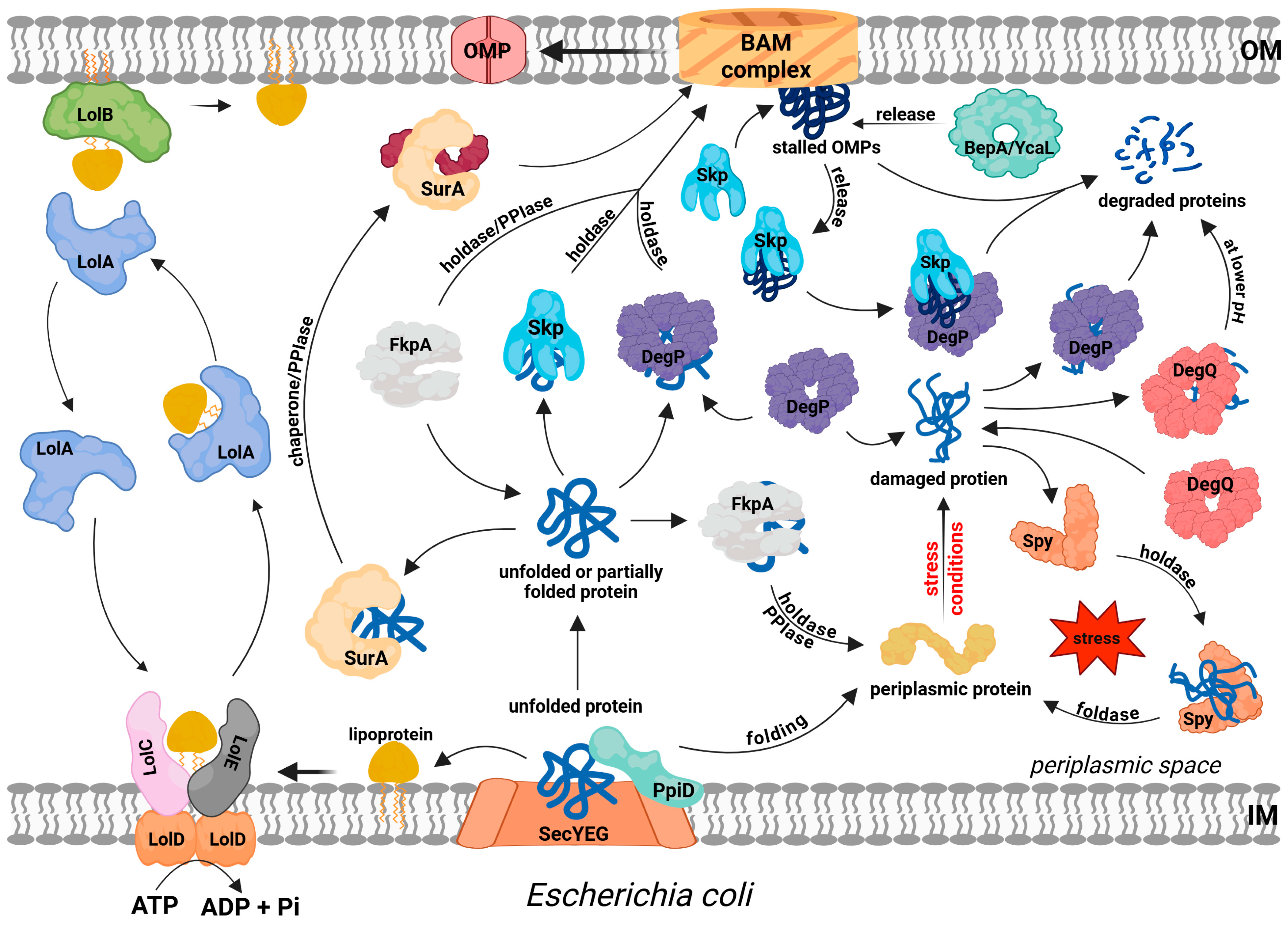 Ijms 26 08371 g001 Ijms 26 08371 g001