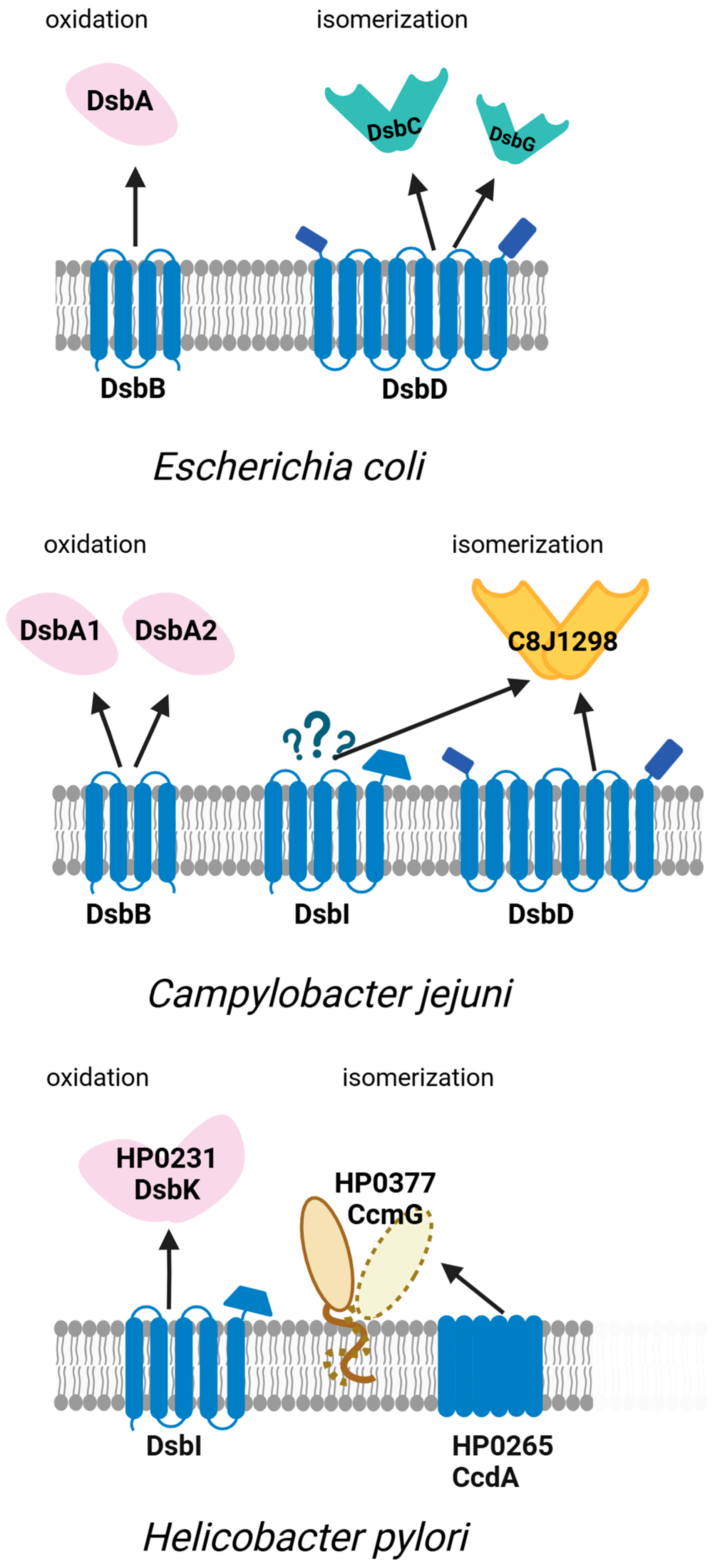 Ijms 26 08371 g004 Ijms 26 08371 g004