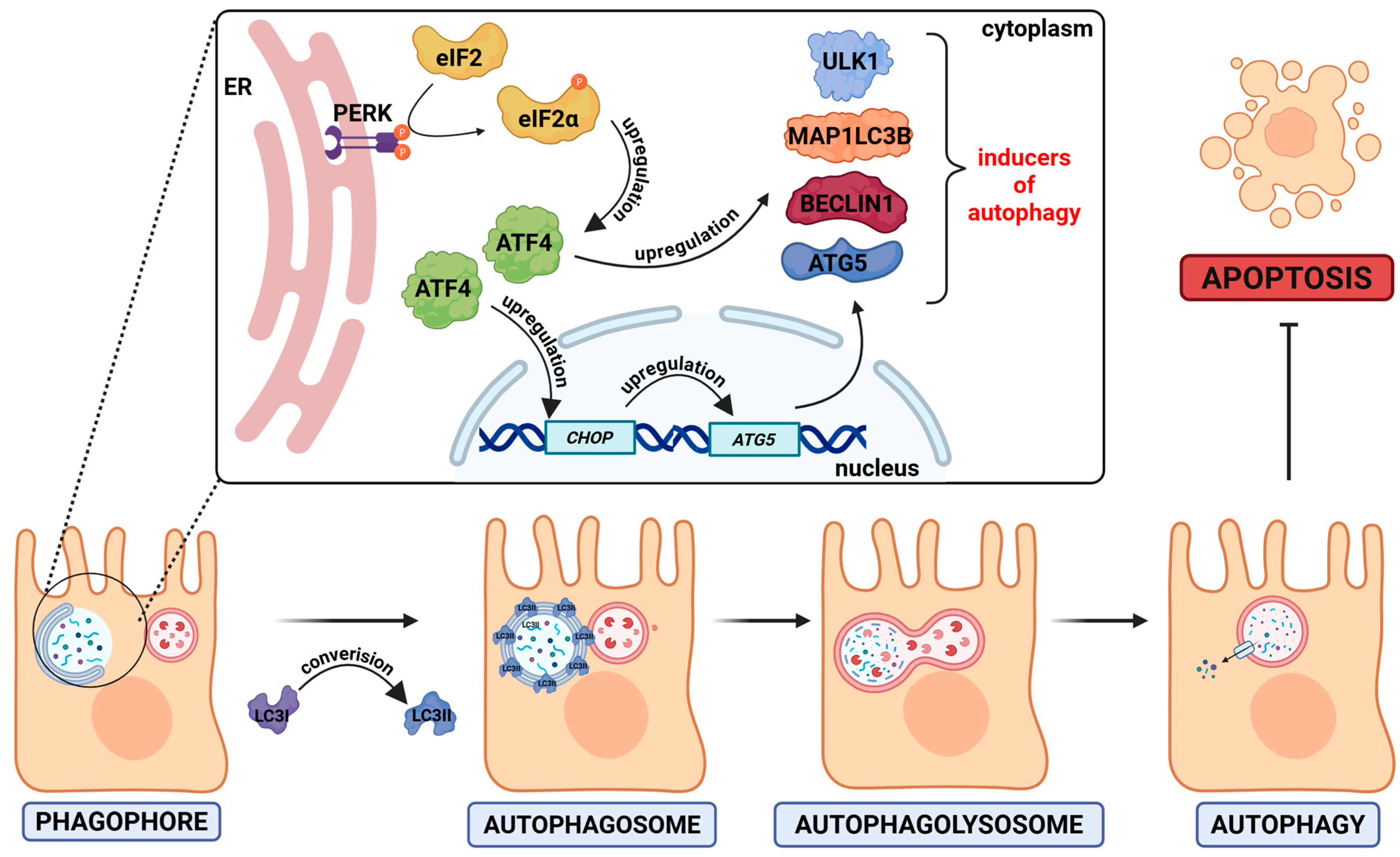 Ijms 26 08371 g006 Ijms 26 08371 g006