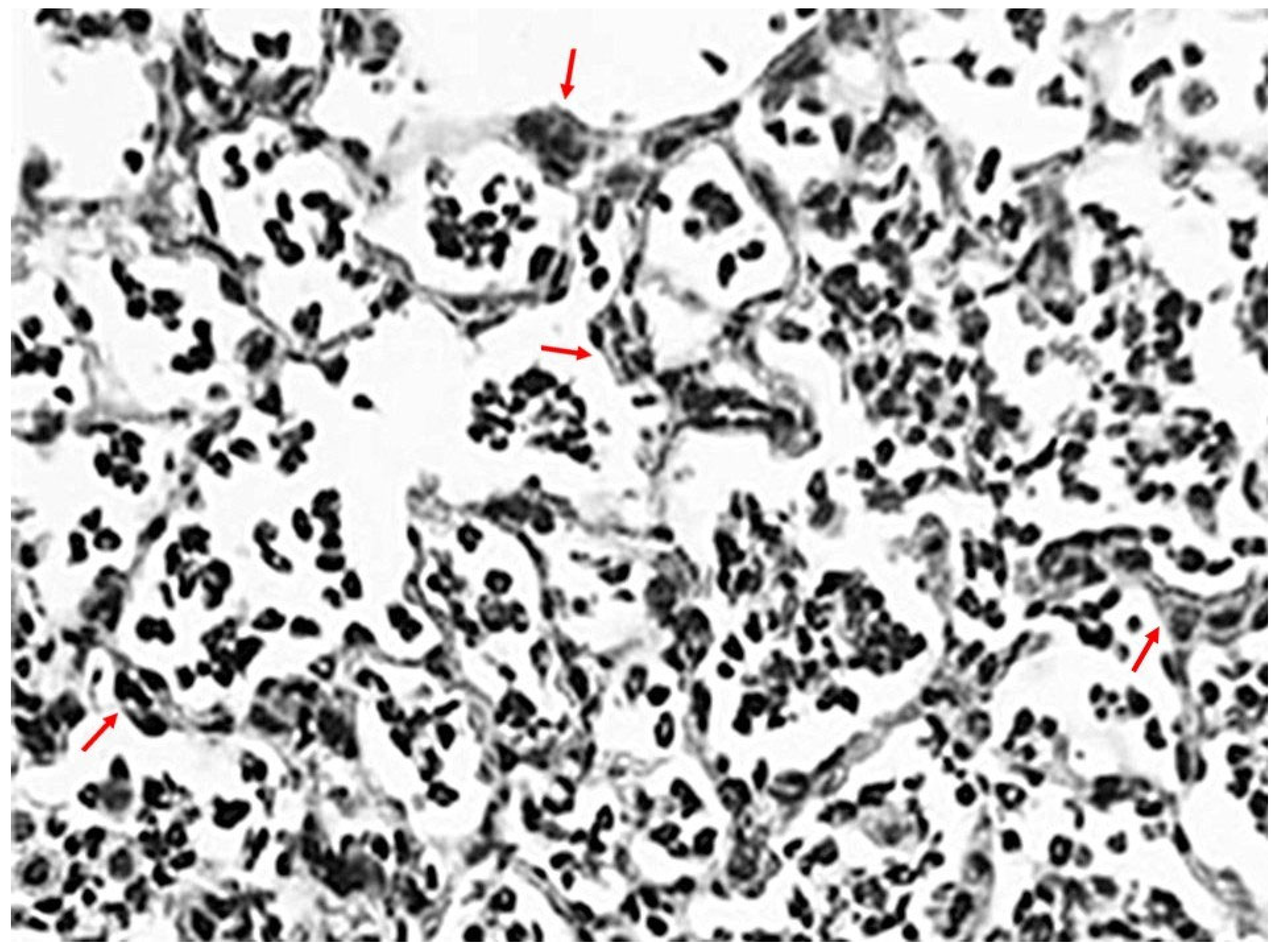 Ijms 26 08386 g001 Ijms 26 08386 g001