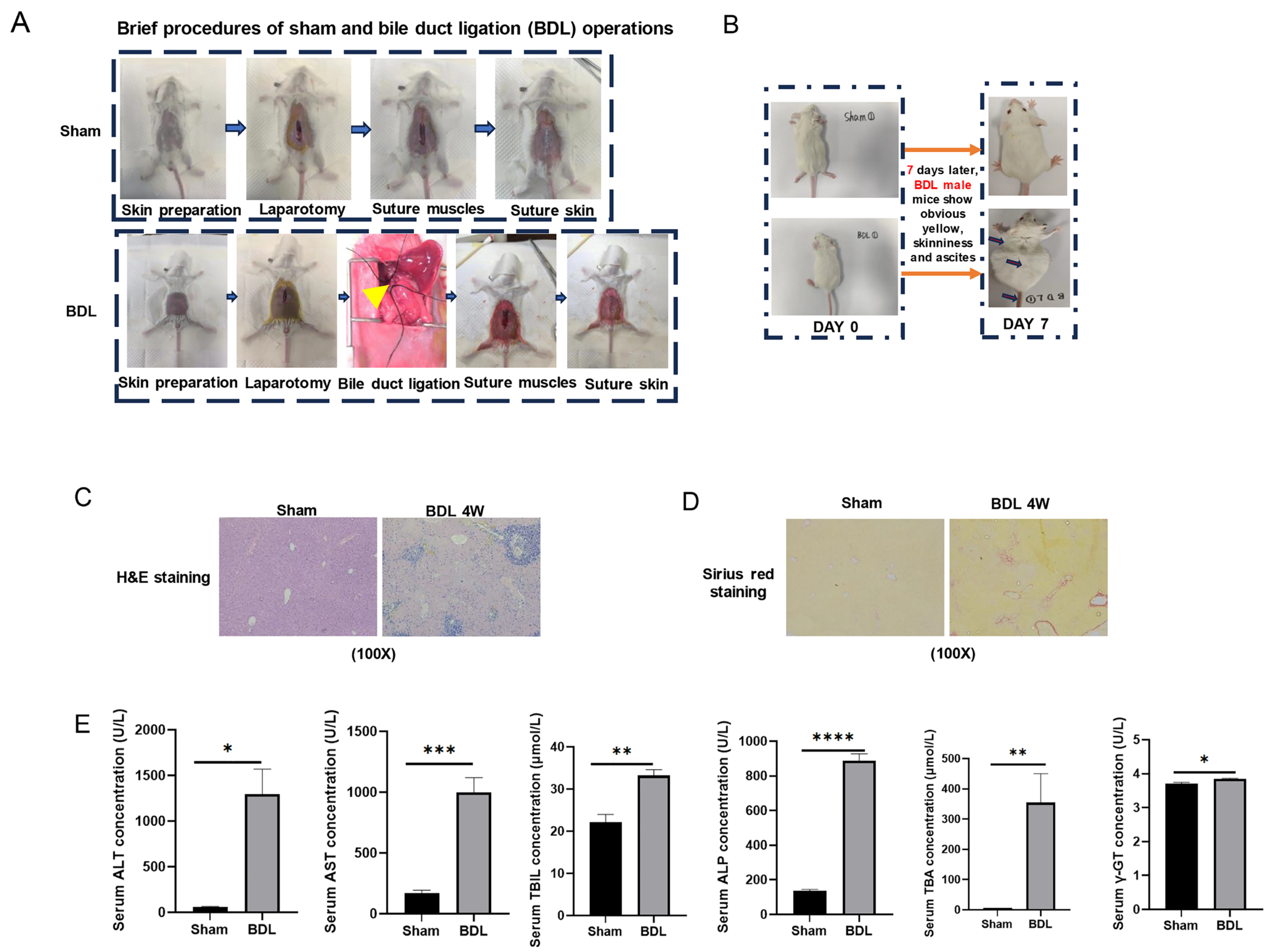 Ijms 26 08387 g006 Ijms 26 08387 g006