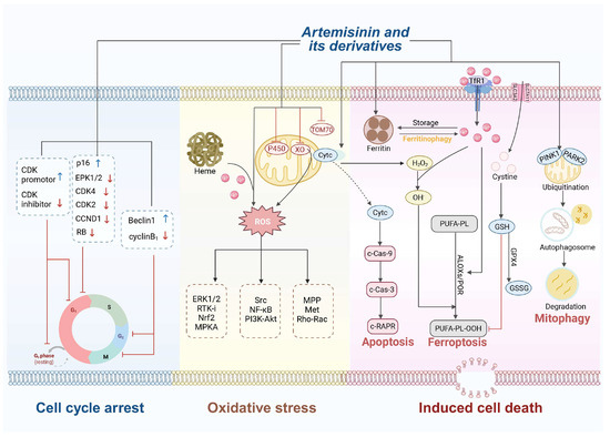 Artemisinin and Its Derivatives from Molecular Mechanisms to