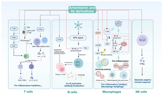 Artemisinin and Its Derivatives from Molecular Mechanisms to