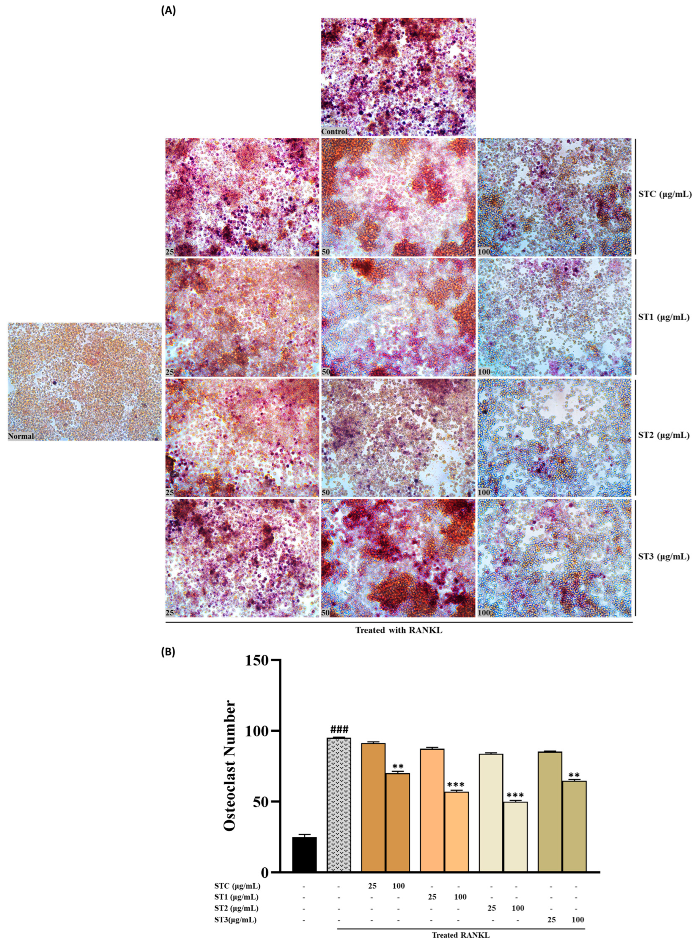 Ijms 26 08411 g006 Ijms 26 08411 g006