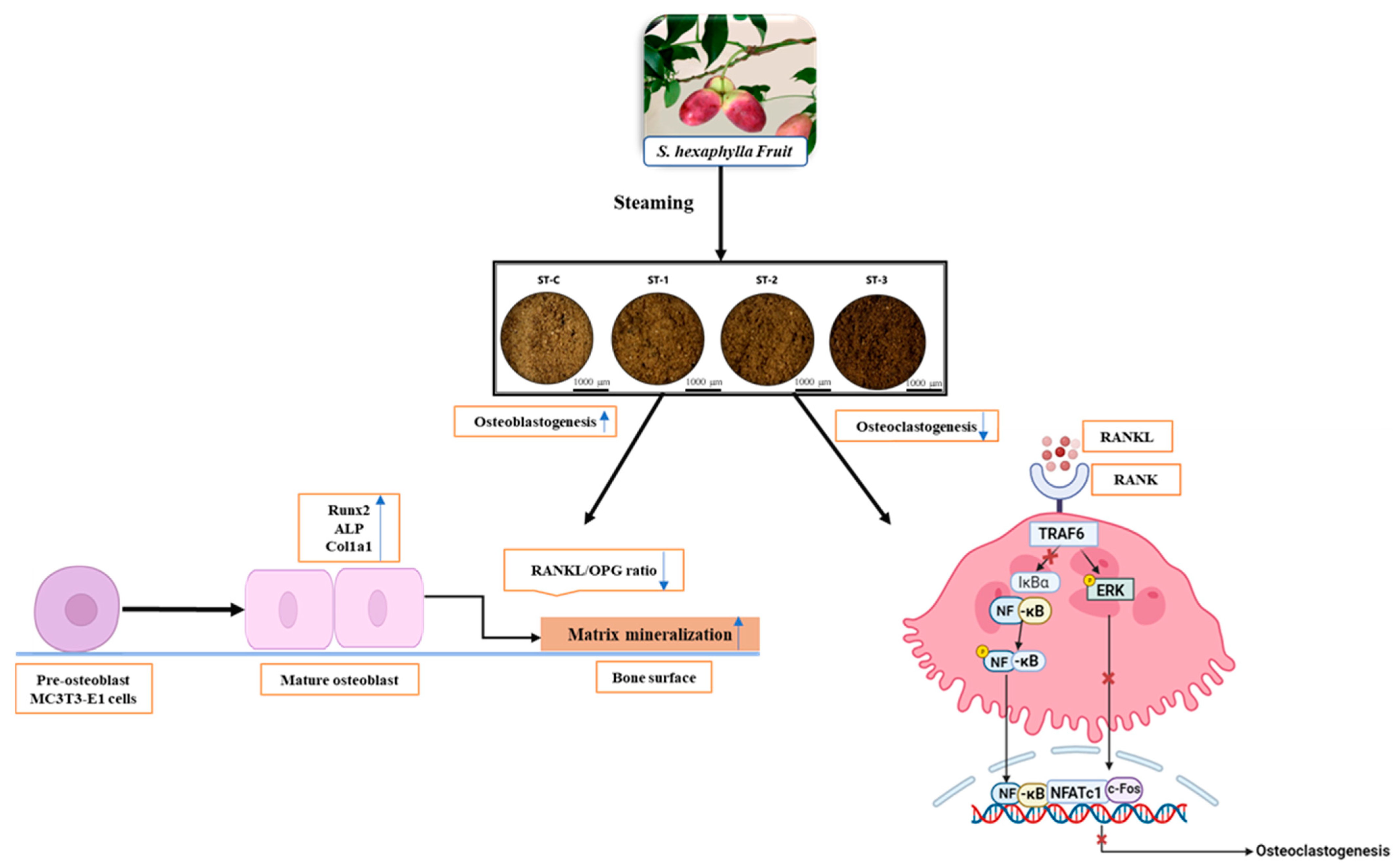 Ijms 26 08411 g009 Ijms 26 08411 g009