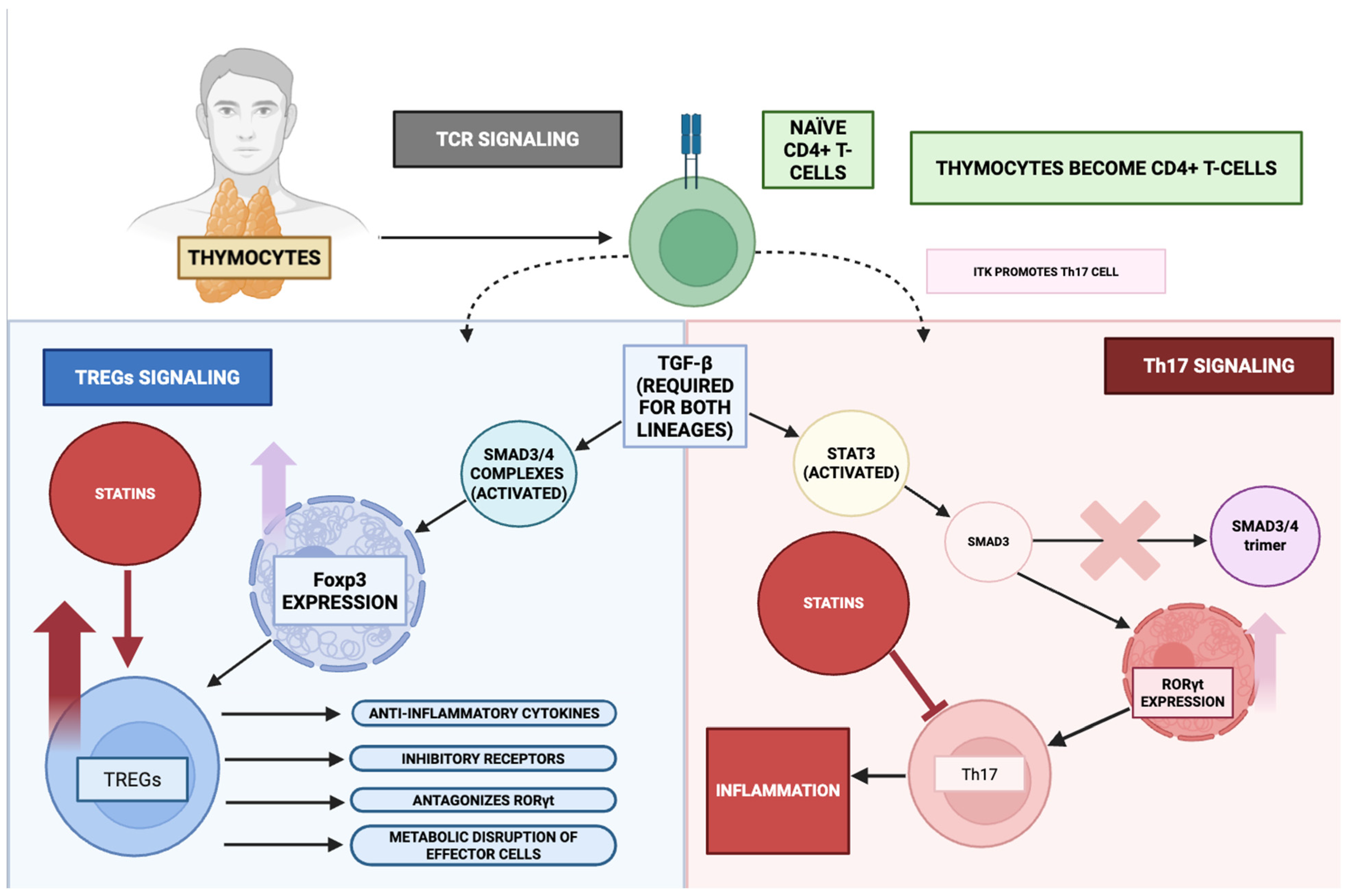 Ijms 26 08429 g007 Ijms 26 08429 g007