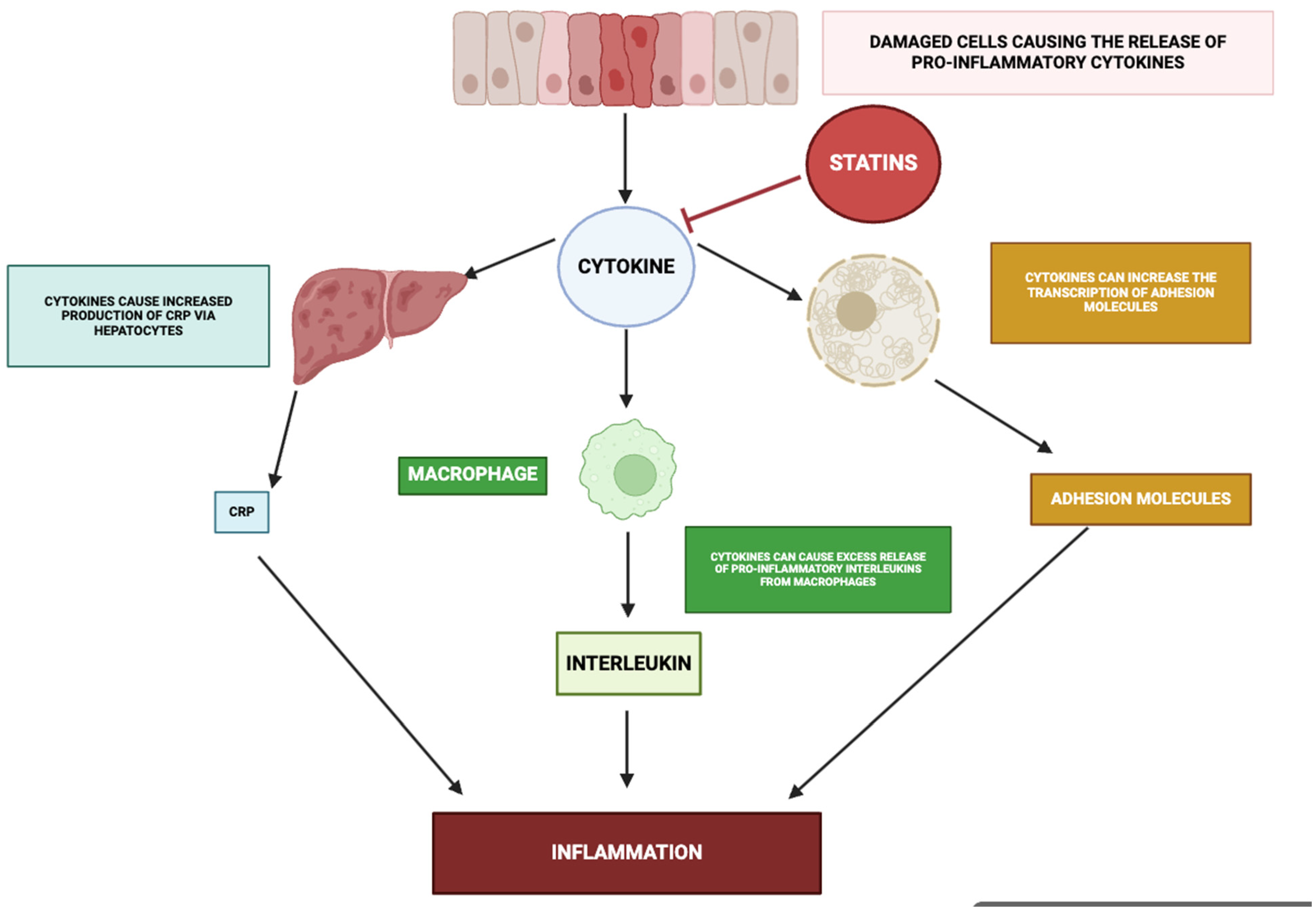 Ijms 26 08429 g009 Ijms 26 08429 g009