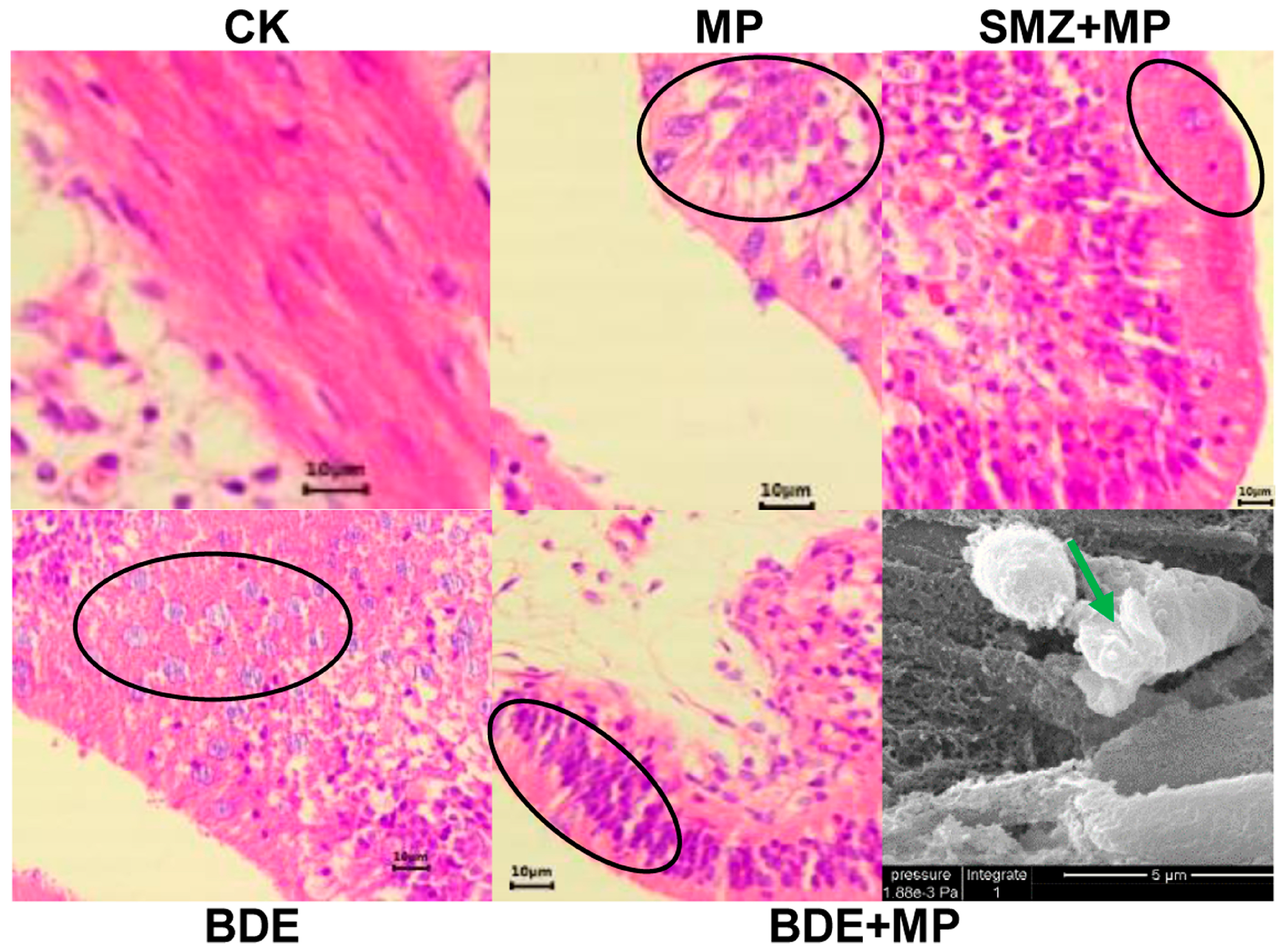 Ijms 26 08441 g002 Ijms 26 08441 g002