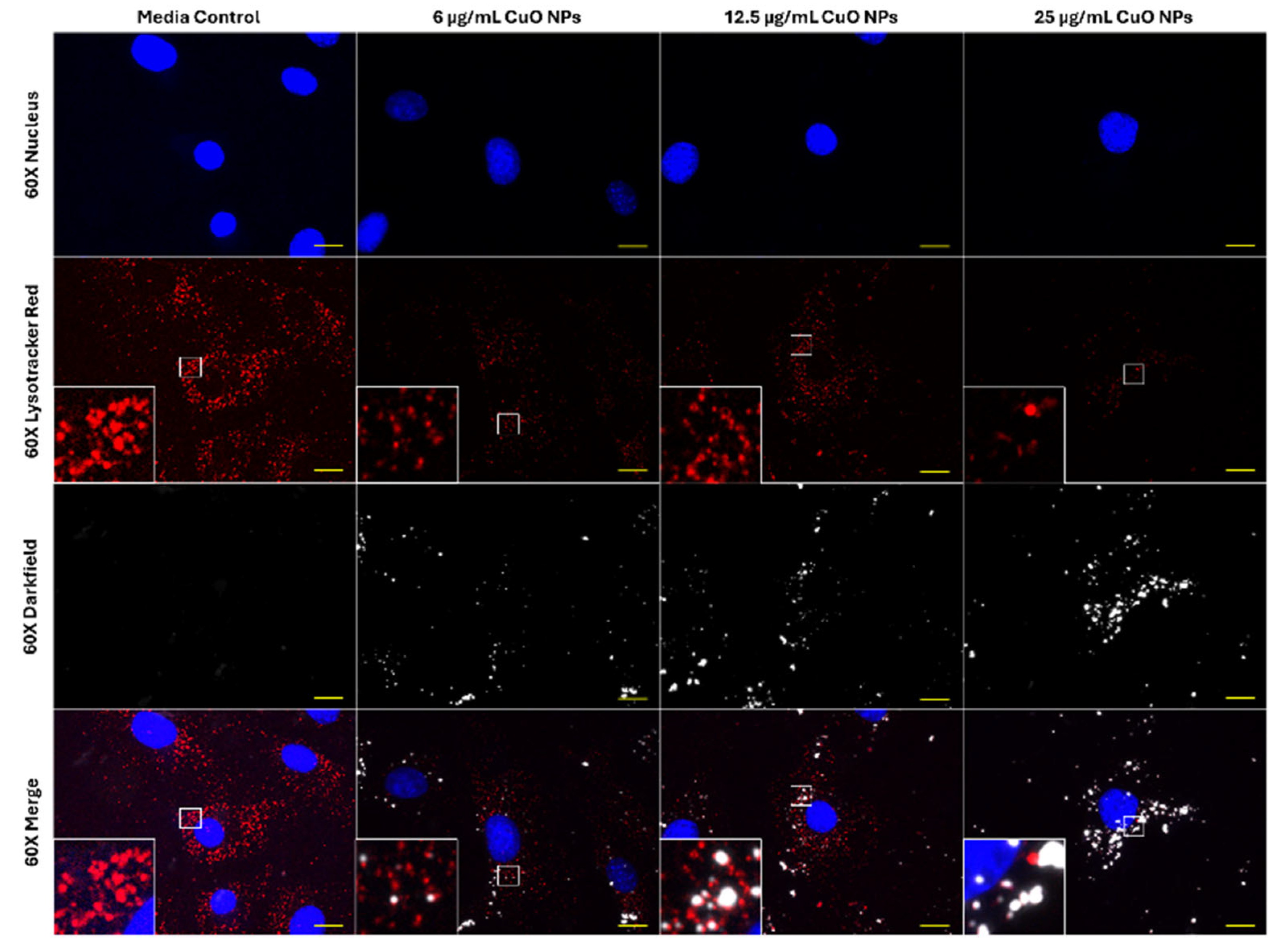 Ijms 26 08451 g003 Ijms 26 08451 g003