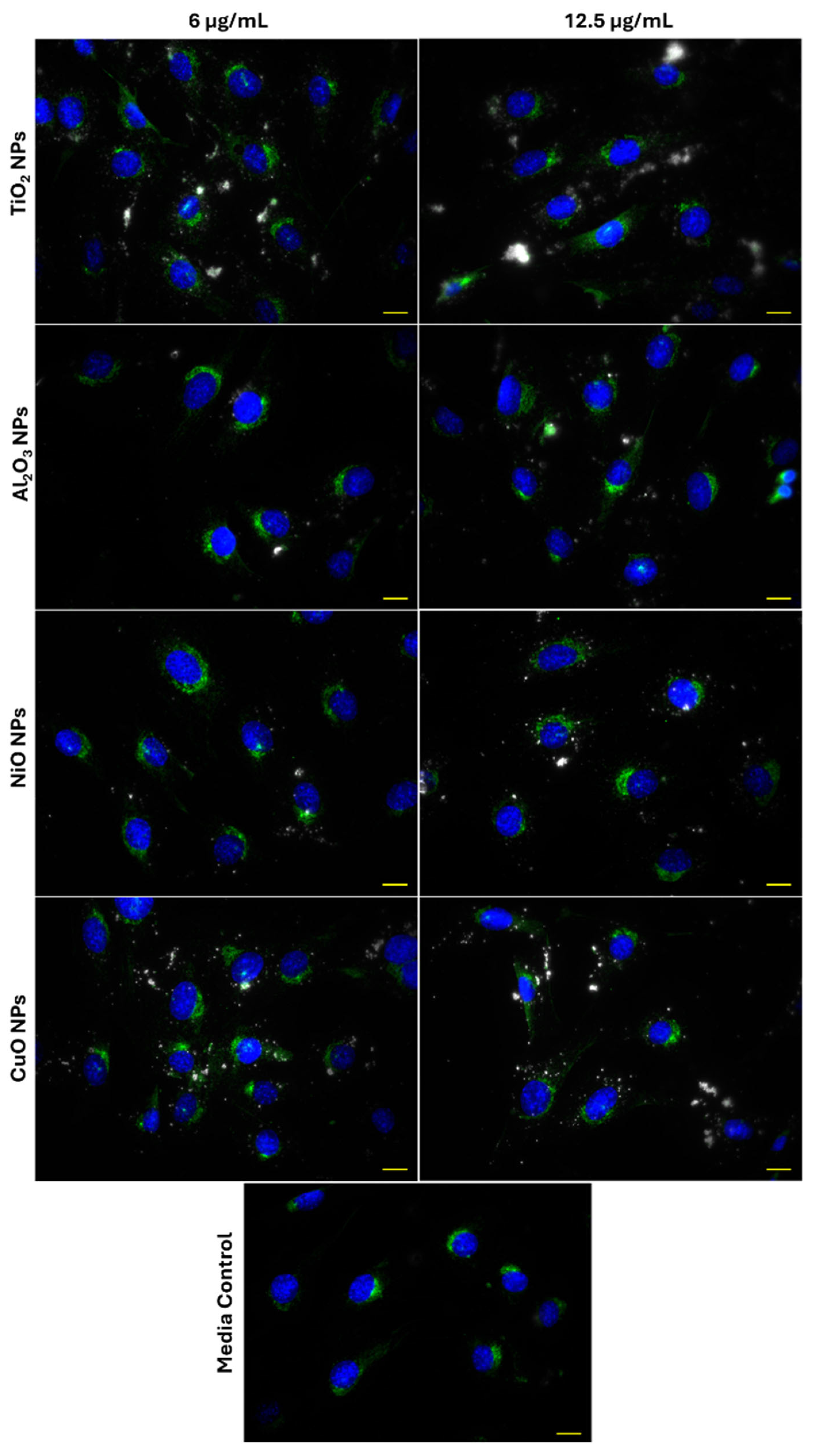 Ijms 26 08451 g004 Ijms 26 08451 g004