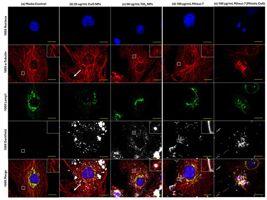 【MIRE LORE】【MARROW LEECH】【デスコア】 MIRE LORE / marrow leech (CD) - Music Revolution 礎-ISHIZUE
