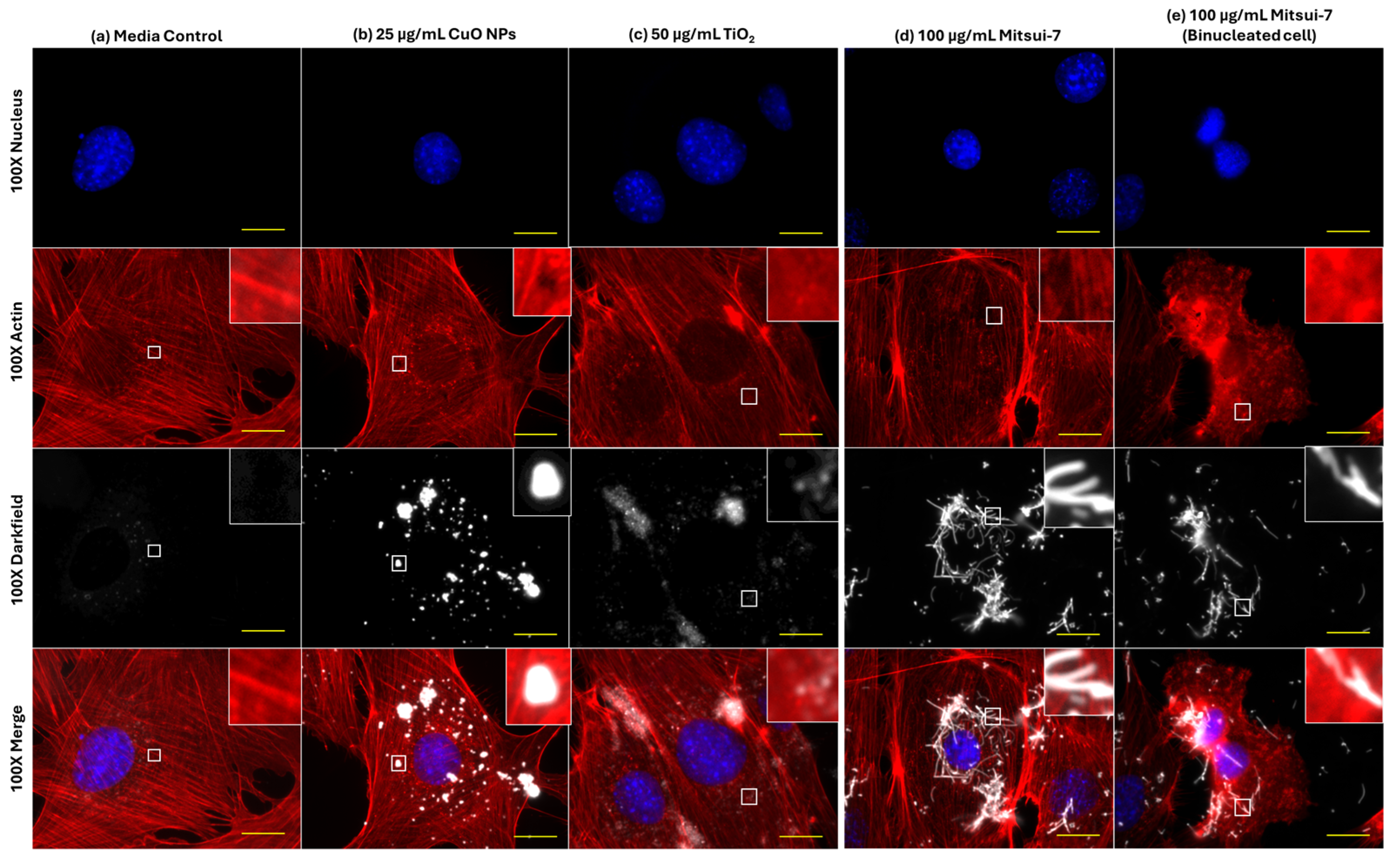 Ijms 26 08451 g008 Ijms 26 08451 g008