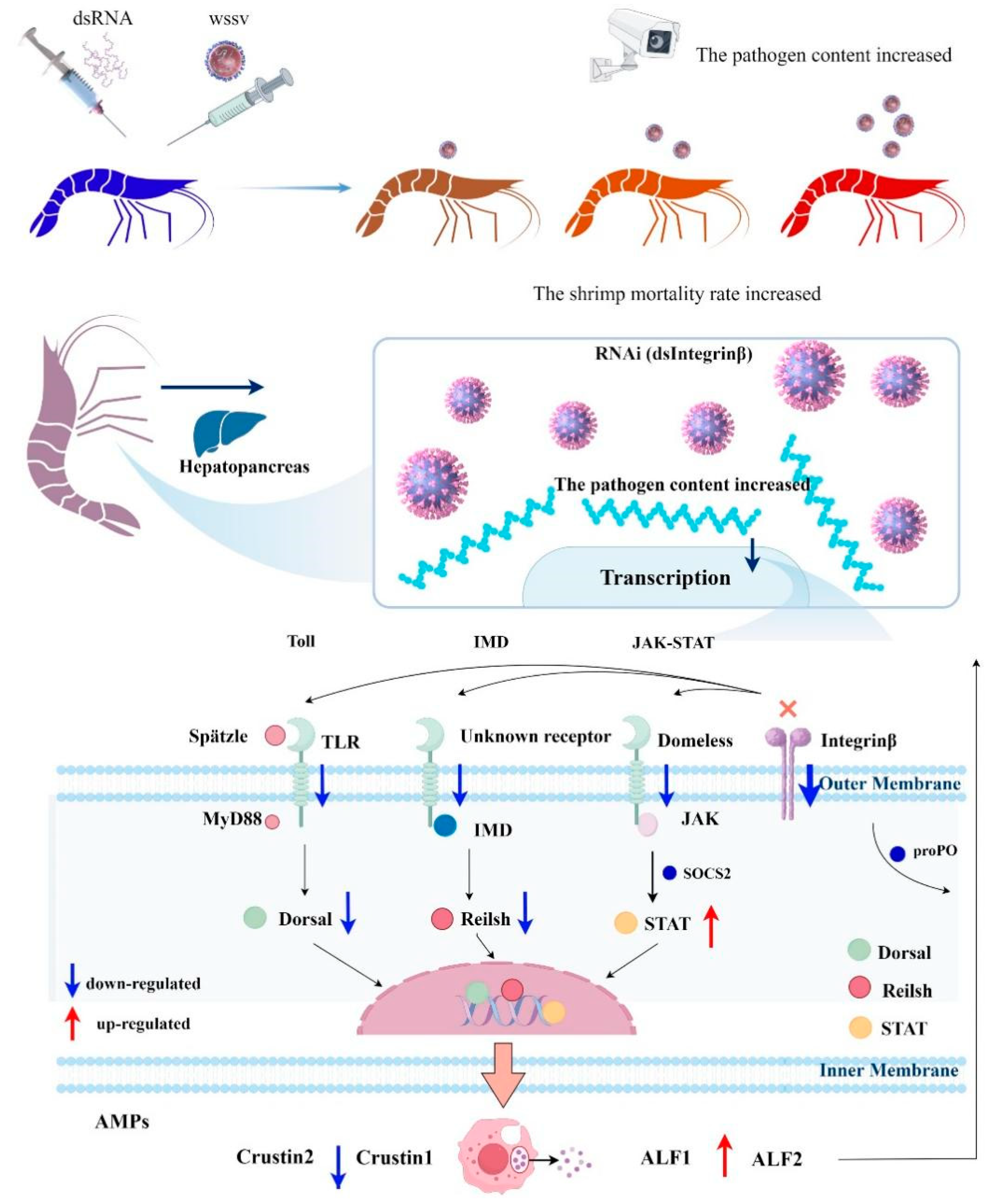 Ijms 26 08478 g009 Ijms 26 08478 g009