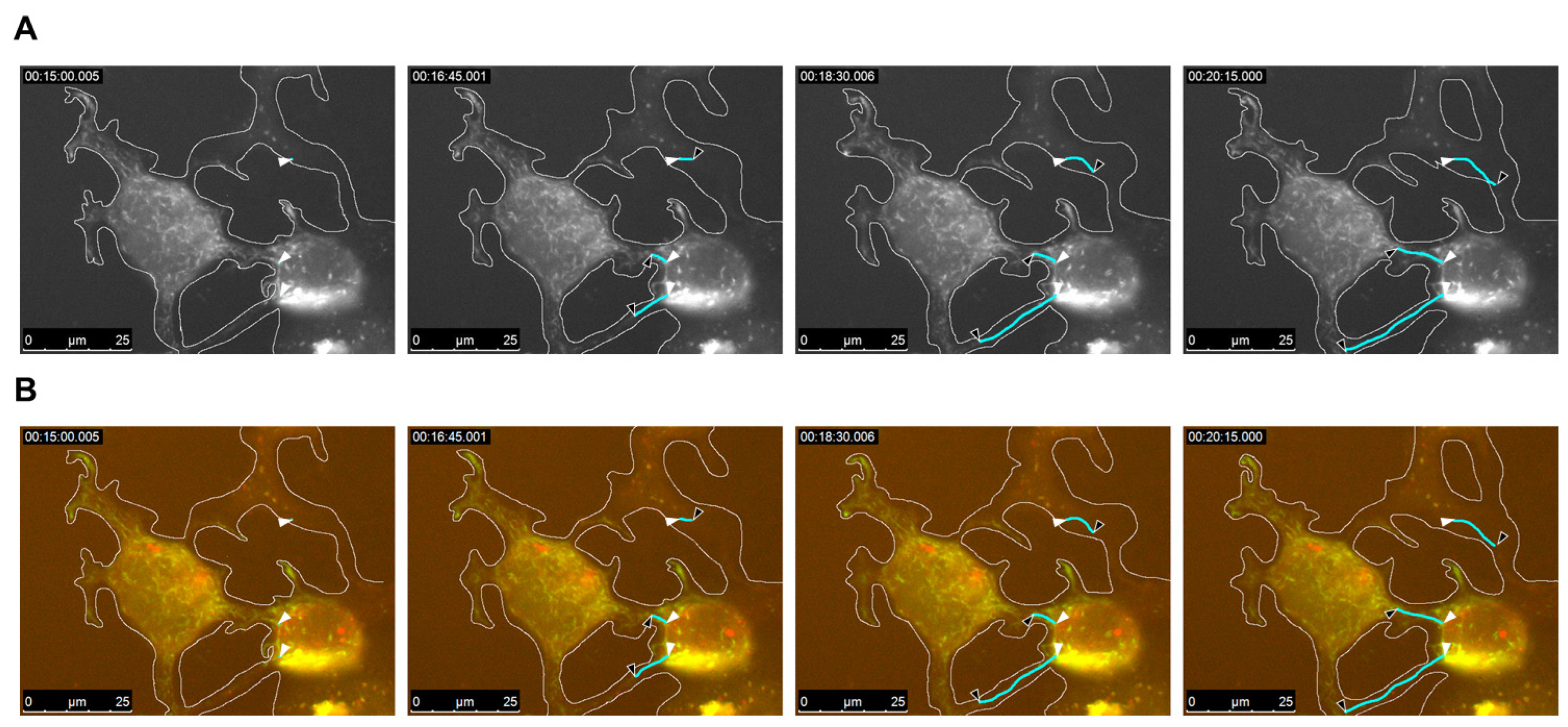 Ijms 26 08485 g002 Ijms 26 08485 g002