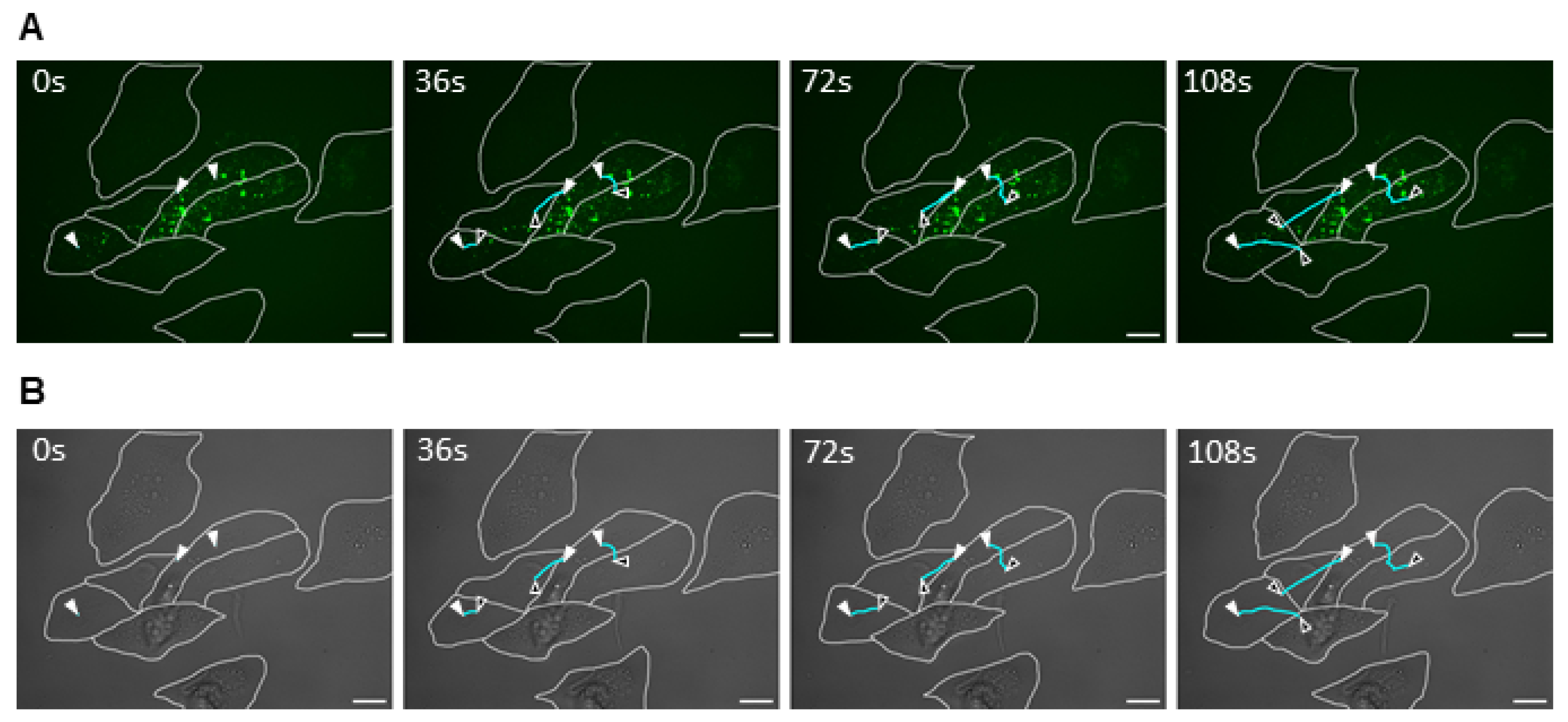 Ijms 26 08485 g003 Ijms 26 08485 g003