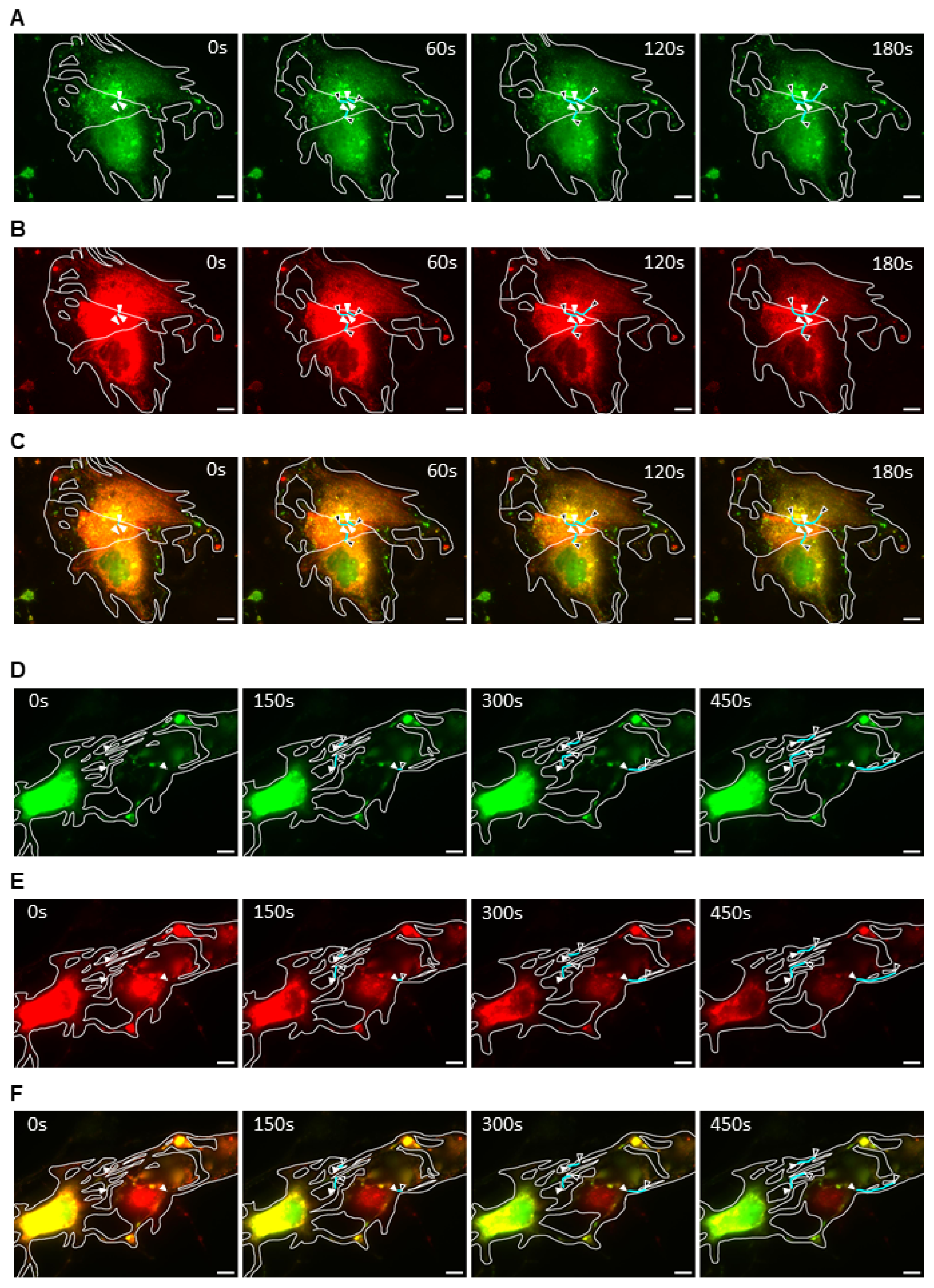 Ijms 26 08485 g004 Ijms 26 08485 g004