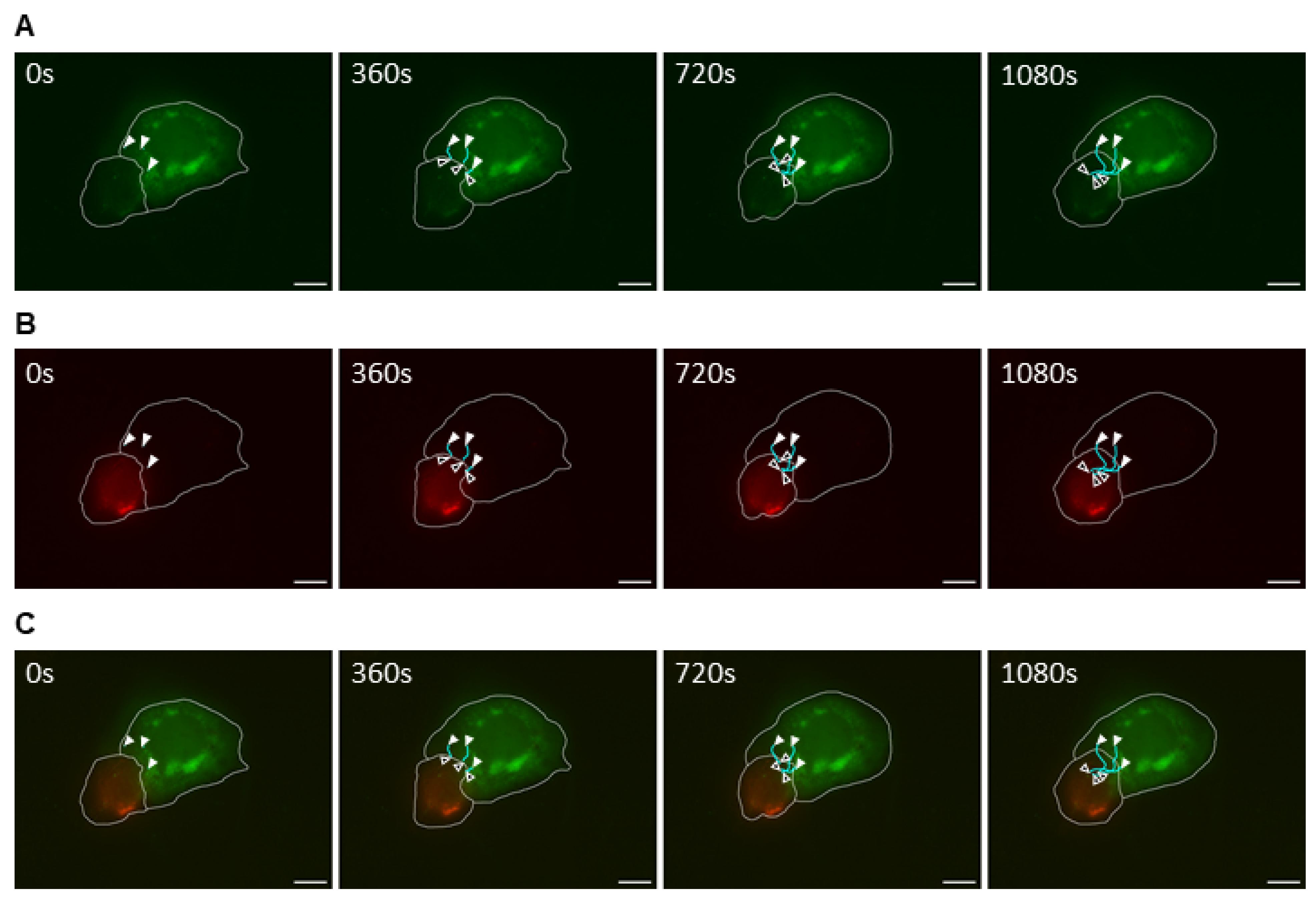 Ijms 26 08485 g005 Ijms 26 08485 g005