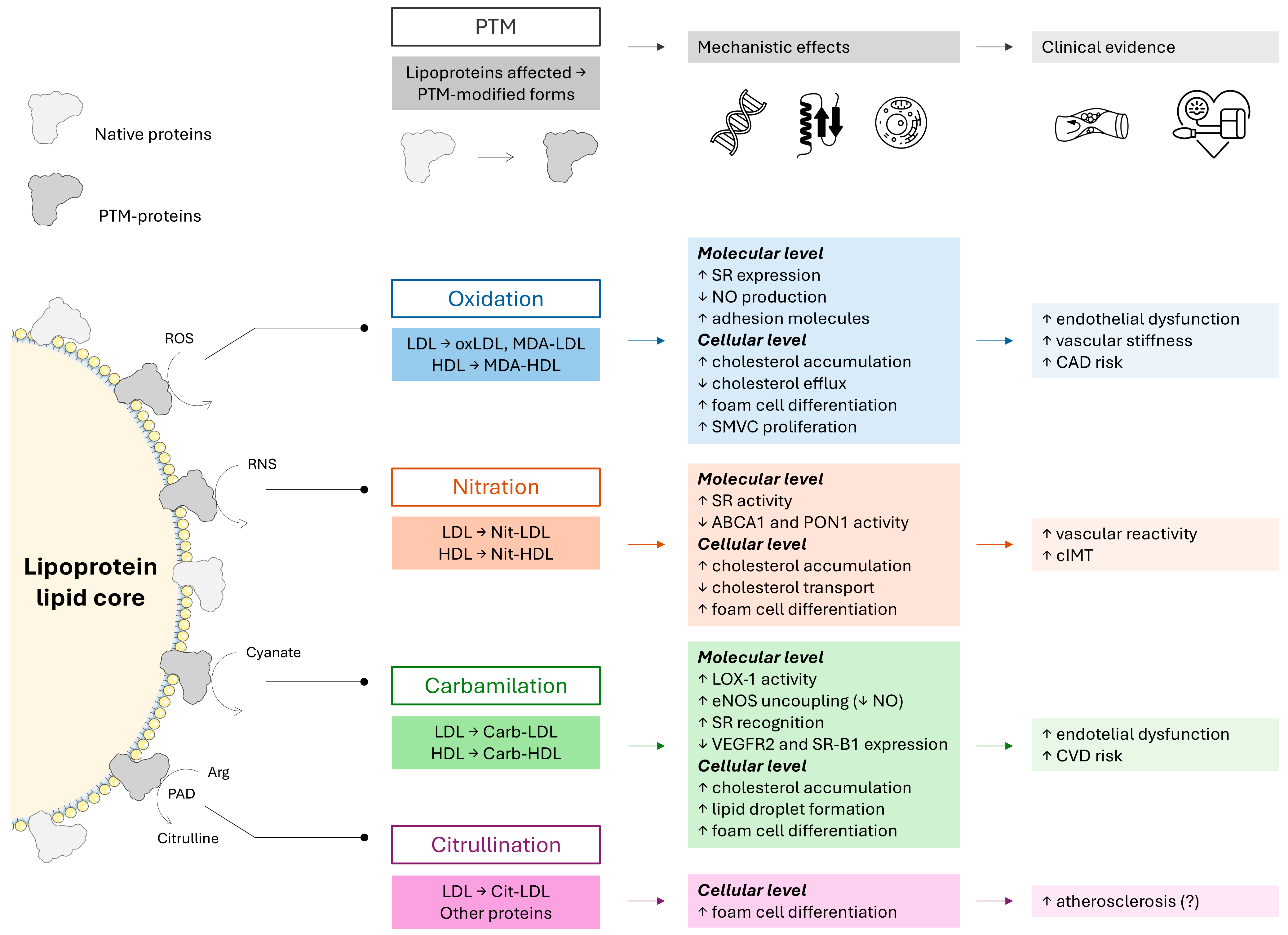 Ijms 26 08514 g001 Ijms 26 08514 g001