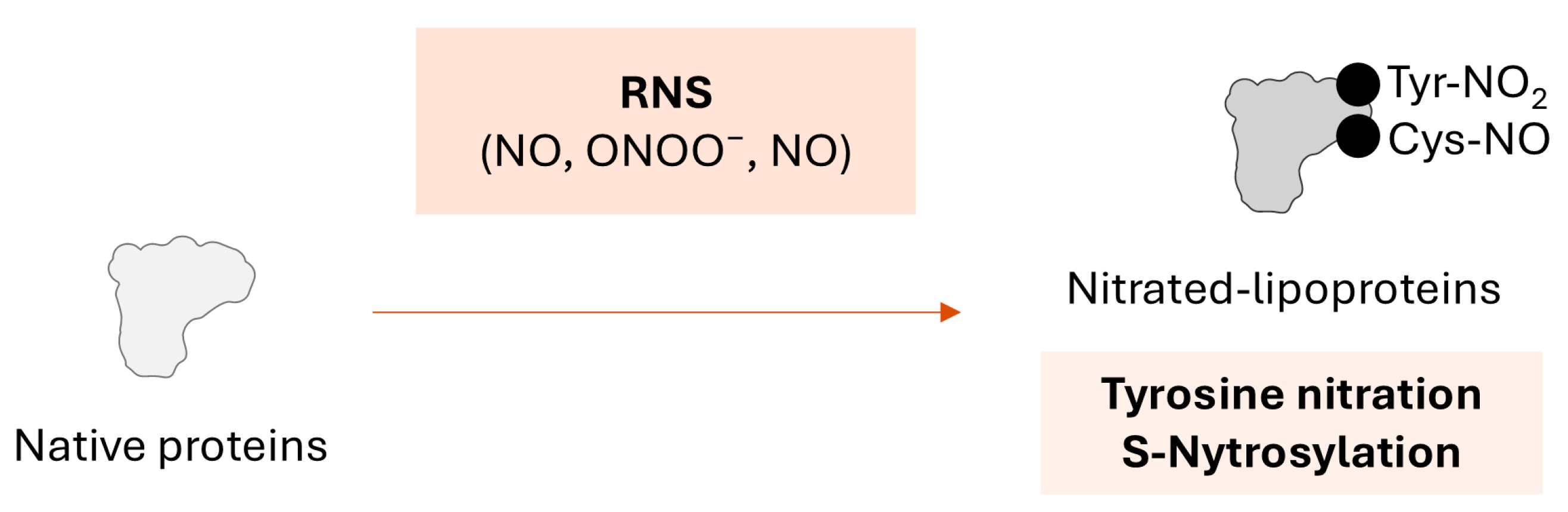 Ijms 26 08514 g003 Ijms 26 08514 g003