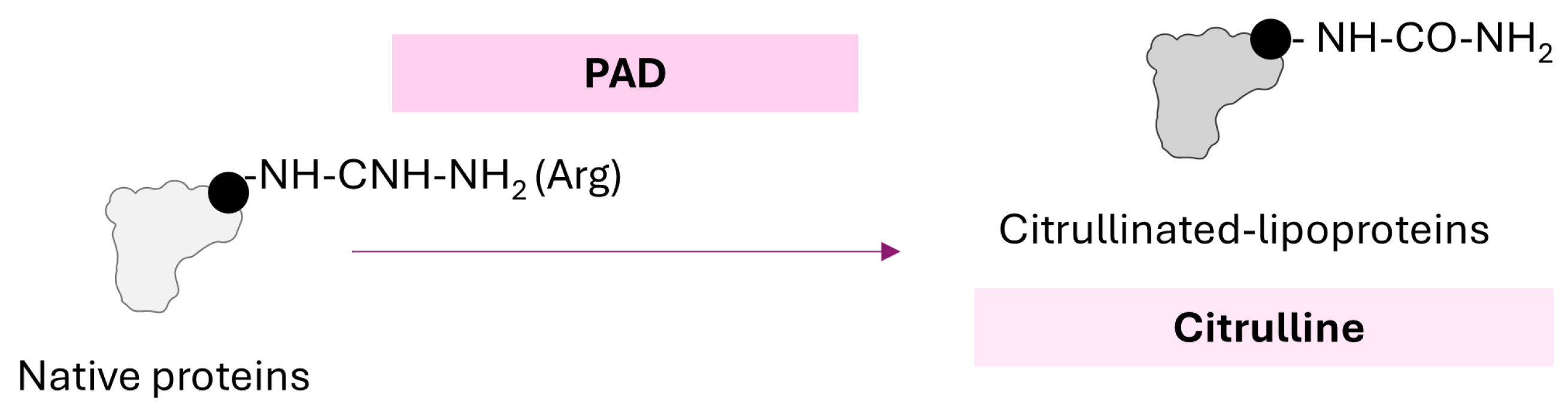 Ijms 26 08514 g005 Ijms 26 08514 g005