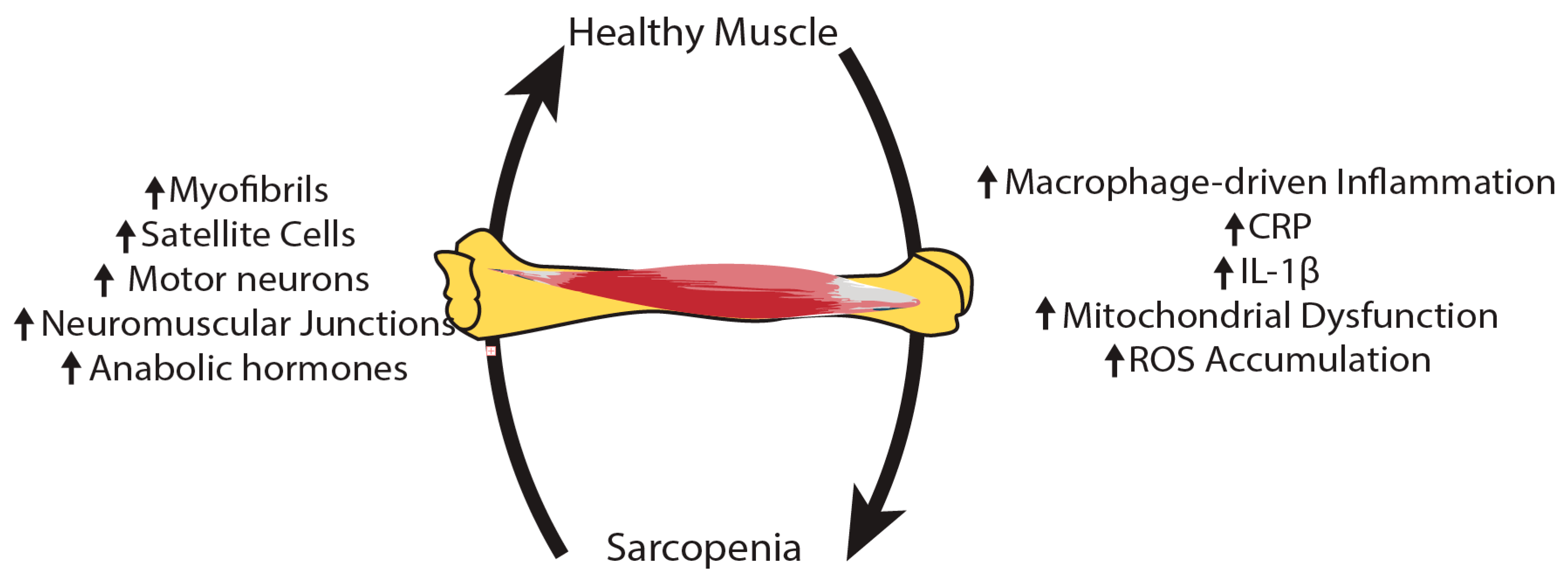 Ijms 26 08527 g002 Ijms 26 08527 g002